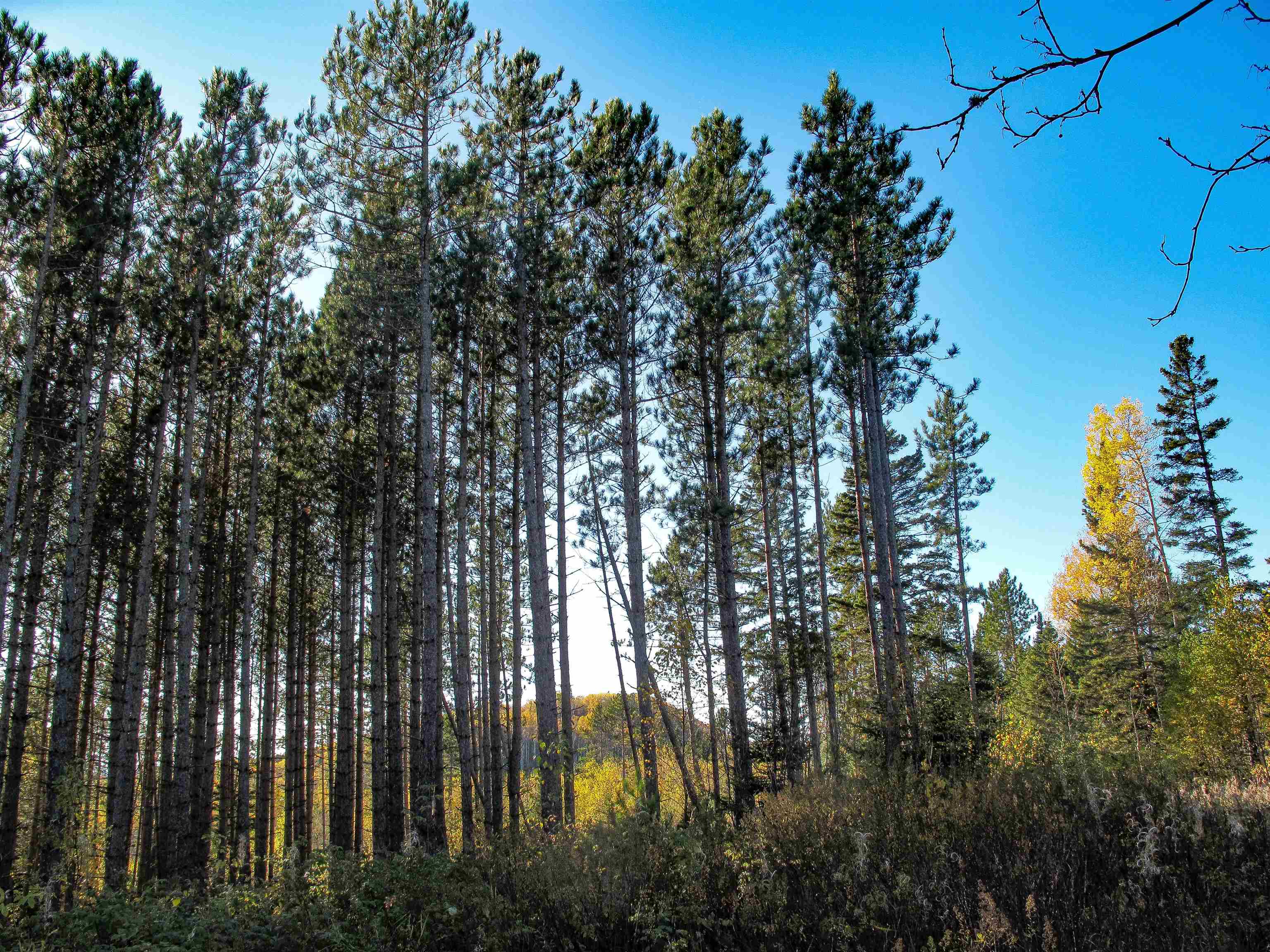 ABC Bally Creek Rd Grand Marais MN 55604 6122477 image47