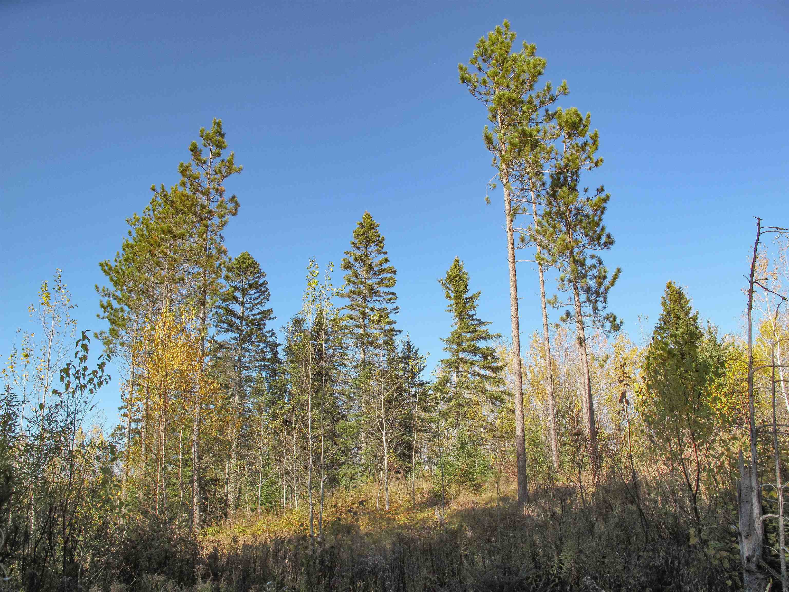 ABC Bally Creek Rd Grand Marais MN 55604 6122477 image52