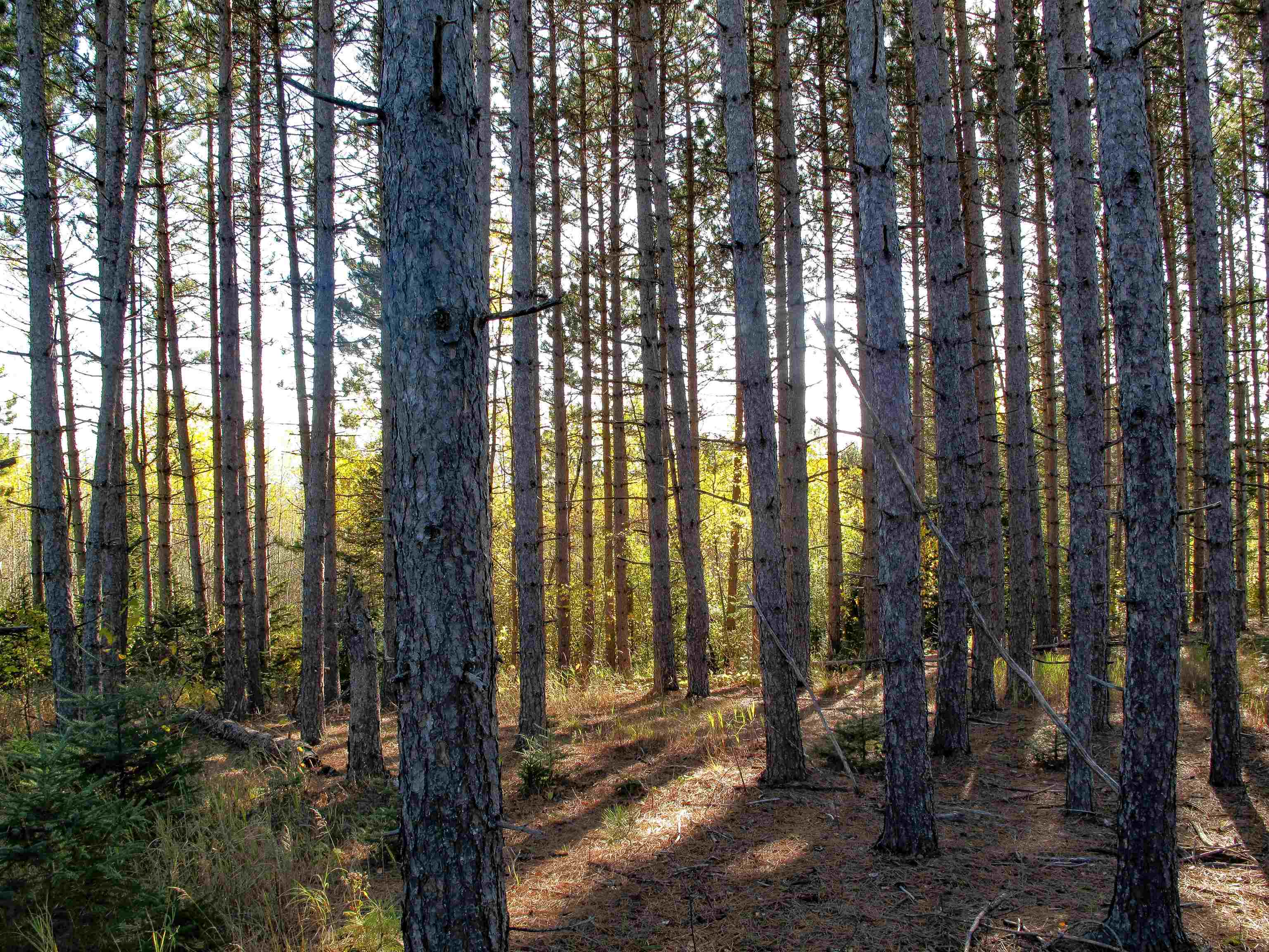 ABC Bally Creek Rd Grand Marais MN 55604 6122477 image53