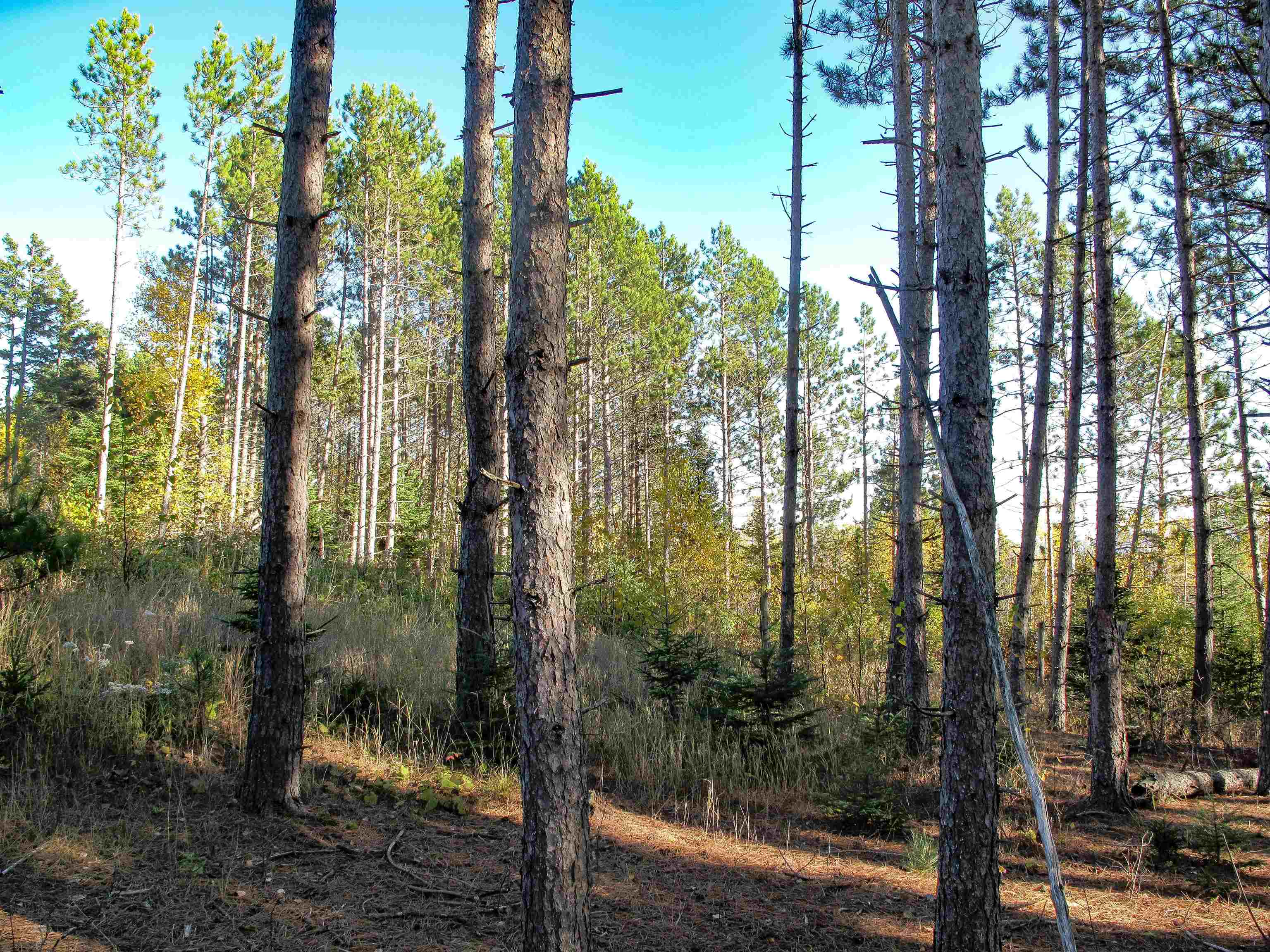 ABC Bally Creek Rd Grand Marais MN 55604 6122477 image54