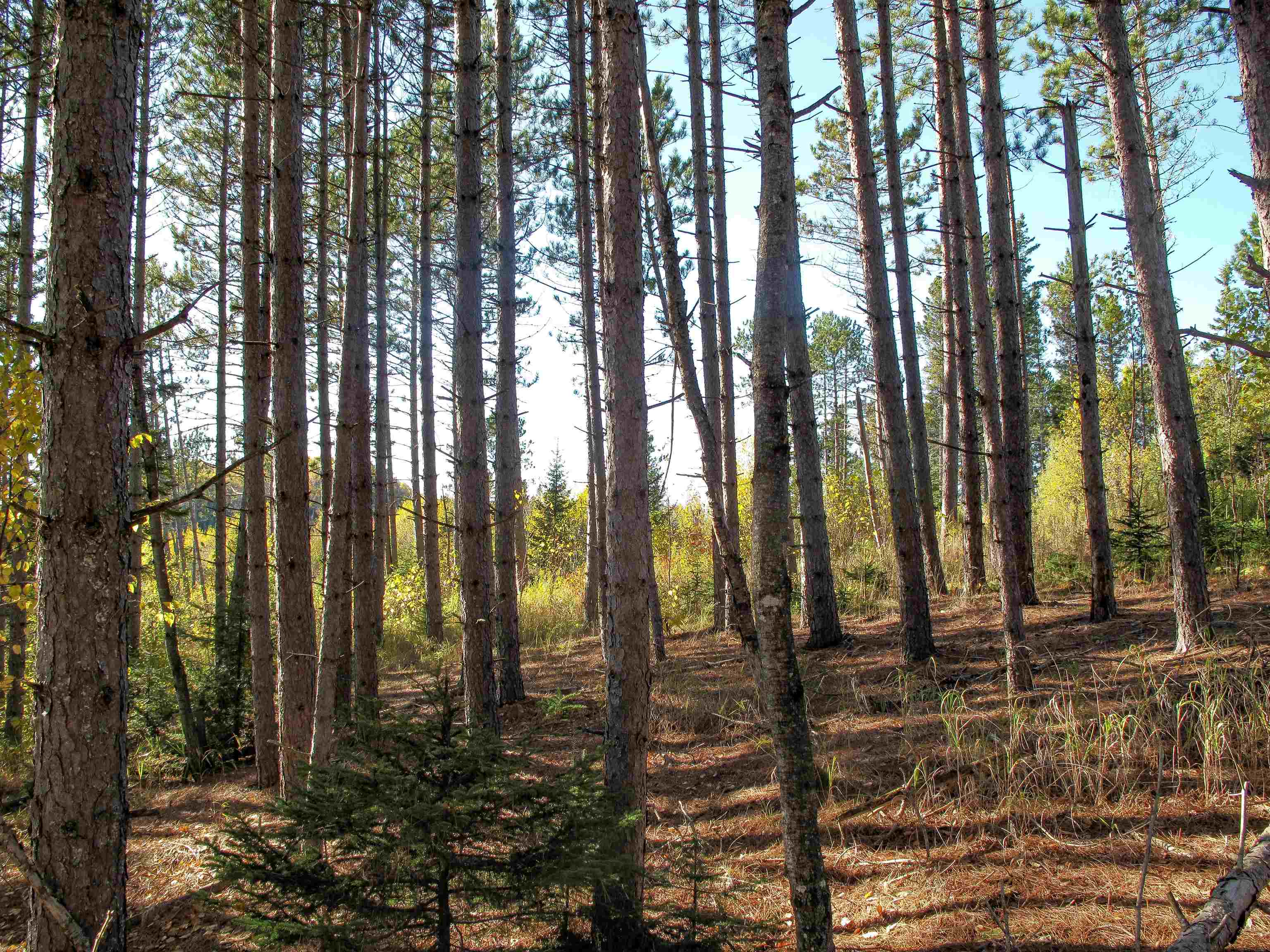 ABC Bally Creek Rd Grand Marais MN 55604 6122477 image55