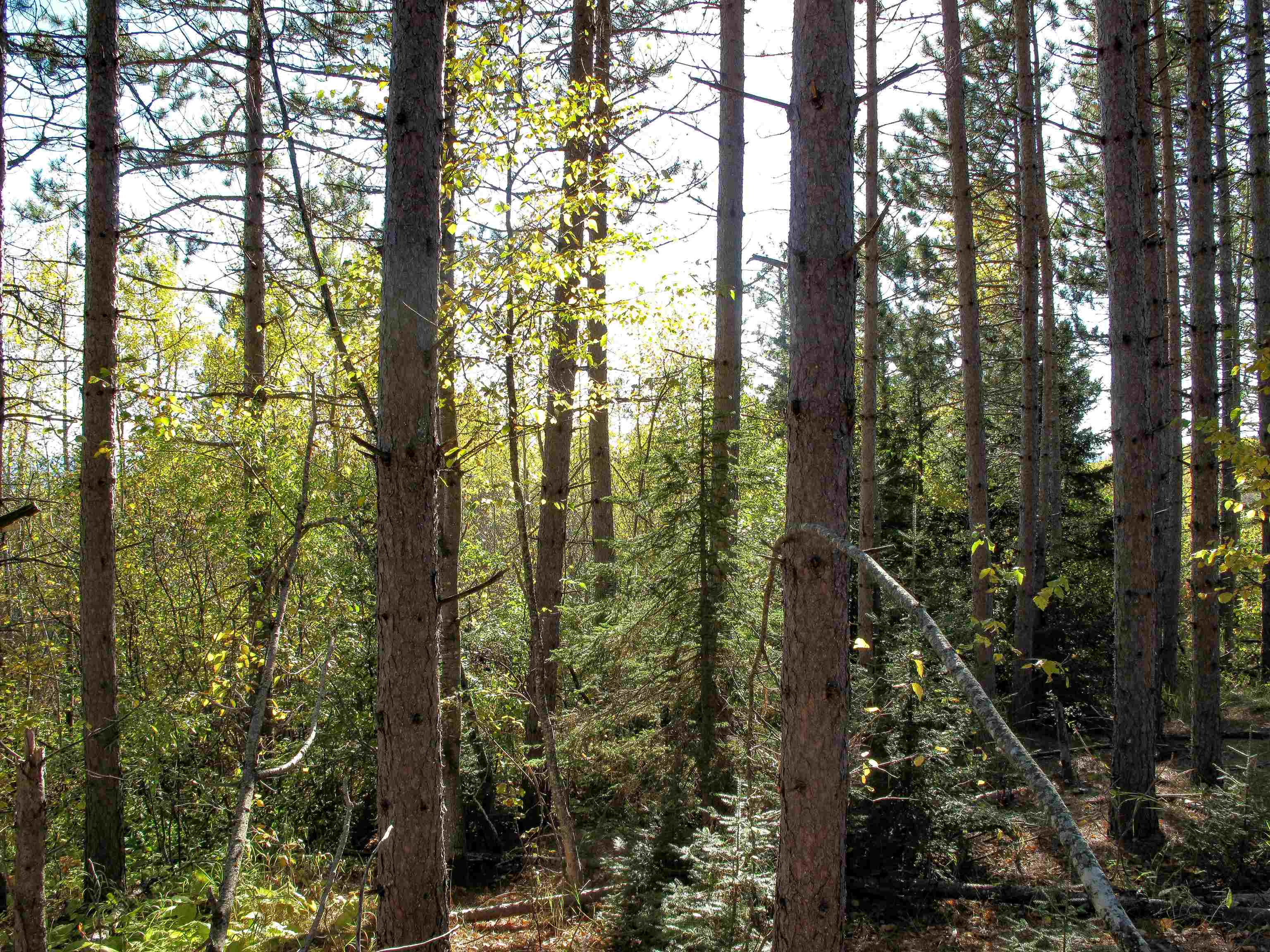 ABC Bally Creek Rd Grand Marais MN 55604 6122477 image56