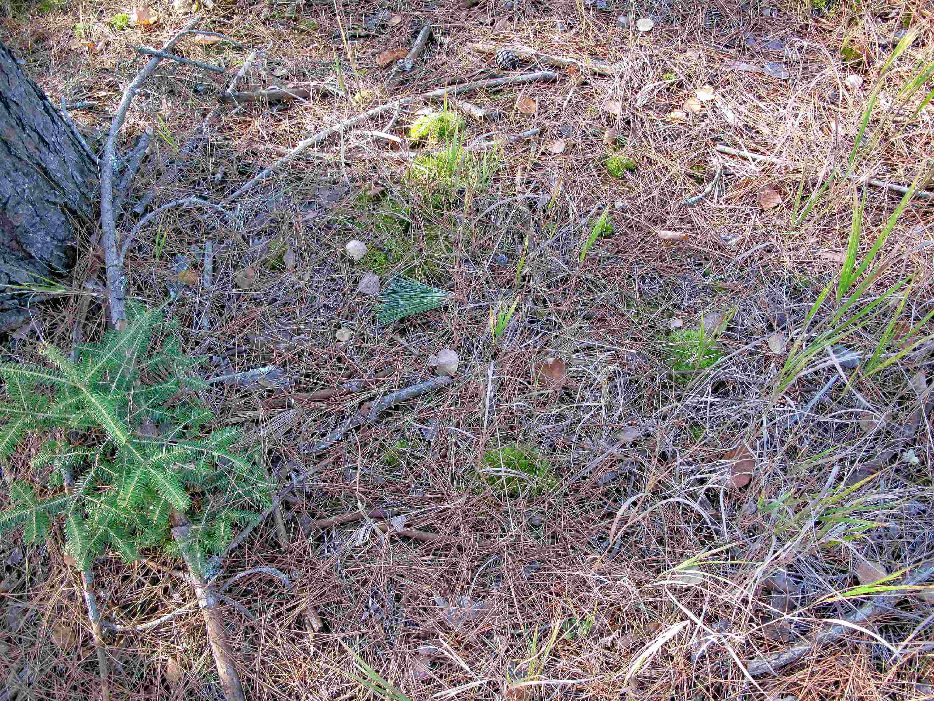 ABC Bally Creek Rd Grand Marais MN 55604 6122477 image57