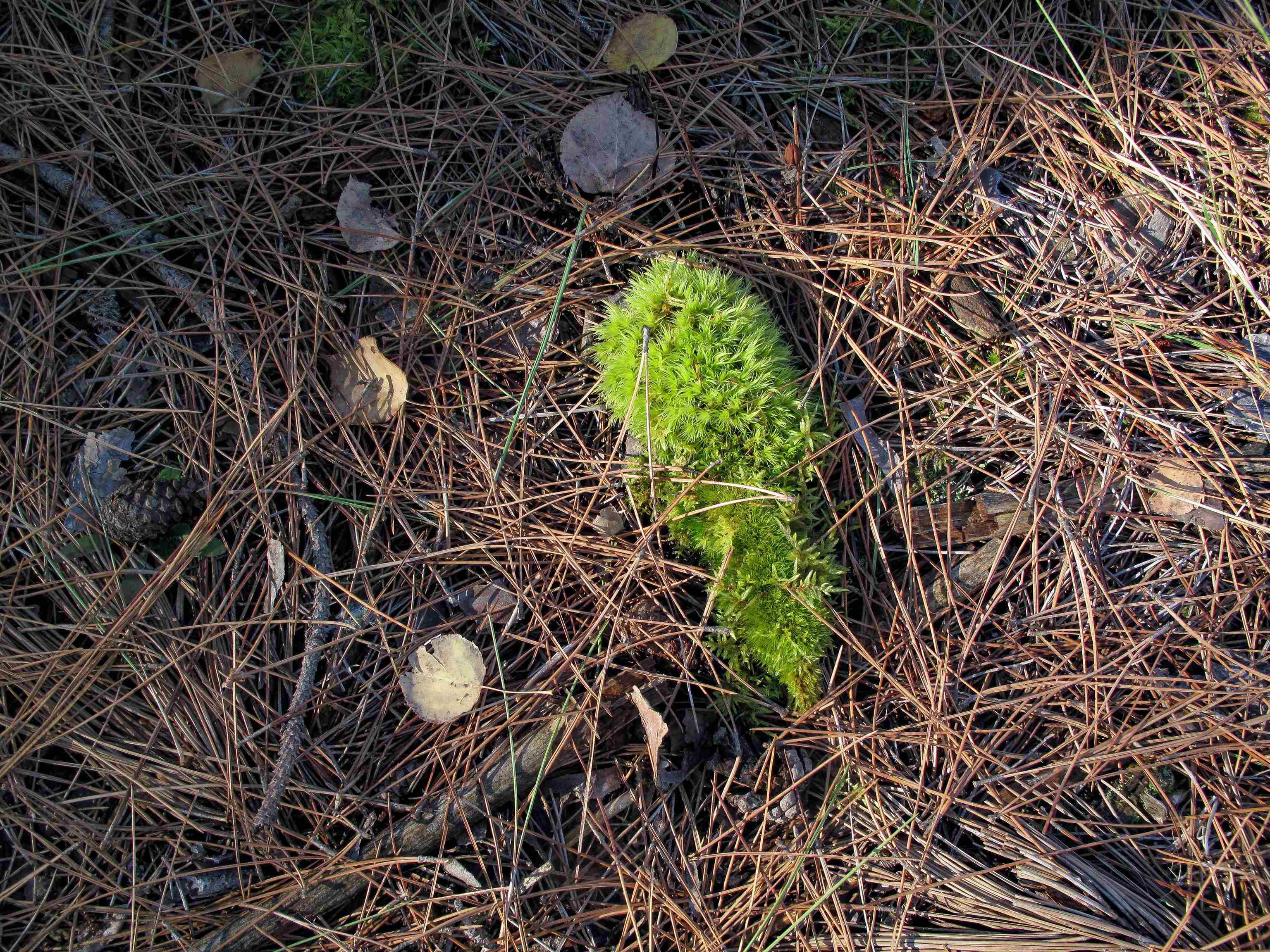 ABC Bally Creek Rd Grand Marais MN 55604 6122477 image58