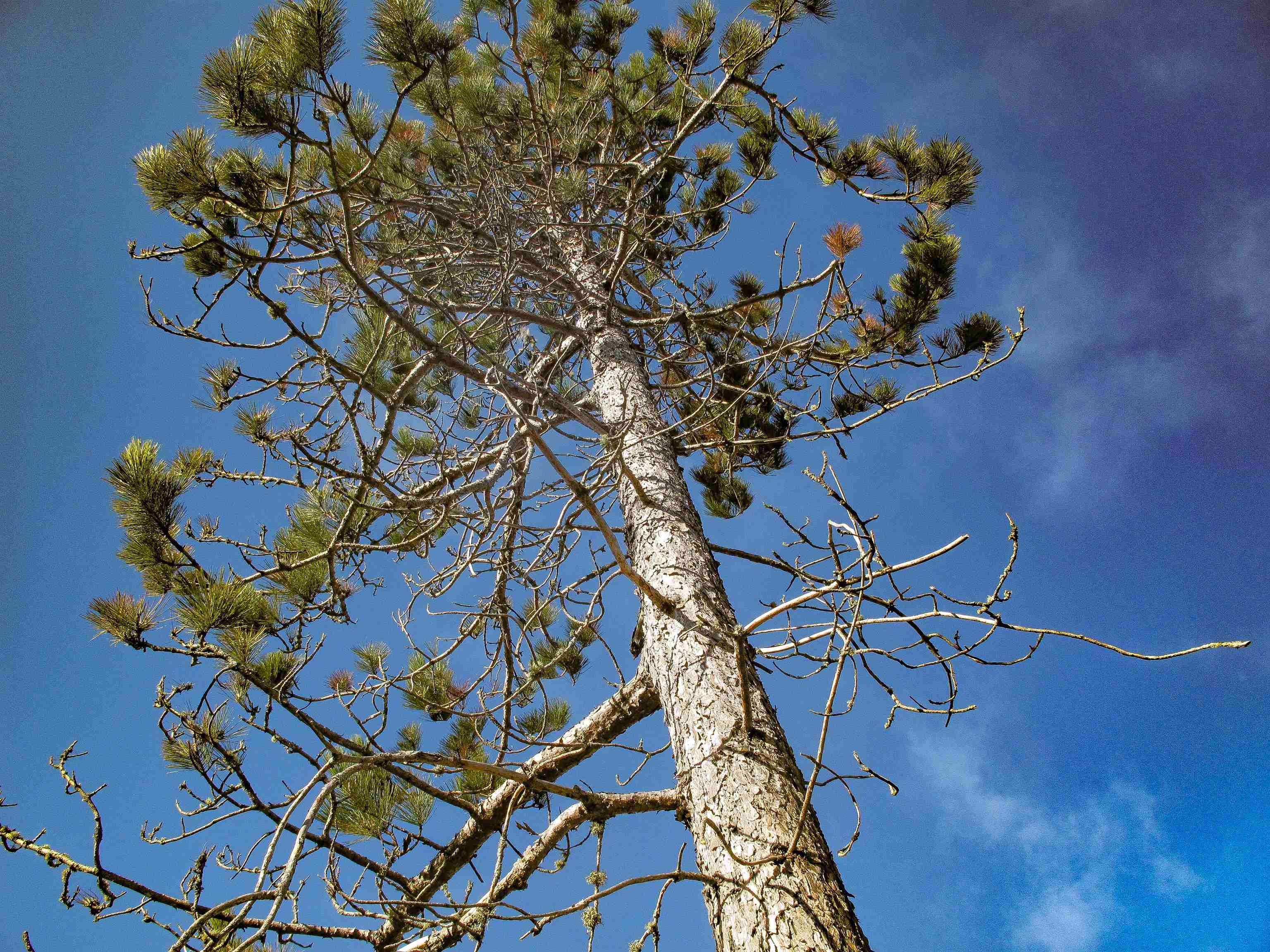 ABC Bally Creek Rd Grand Marais MN 55604 6122477 image60