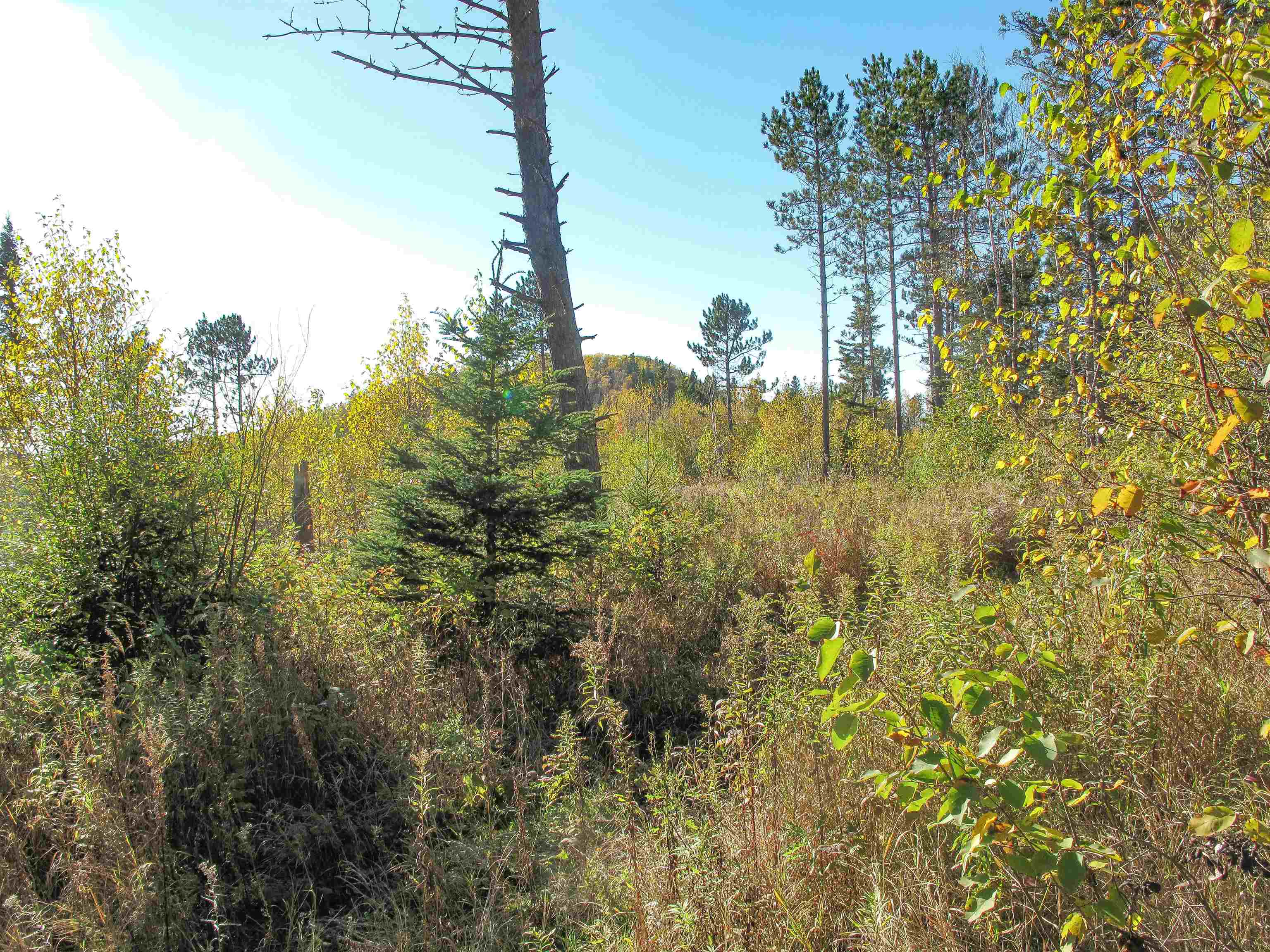 ABC Bally Creek Rd Grand Marais MN 55604 6122477 image64