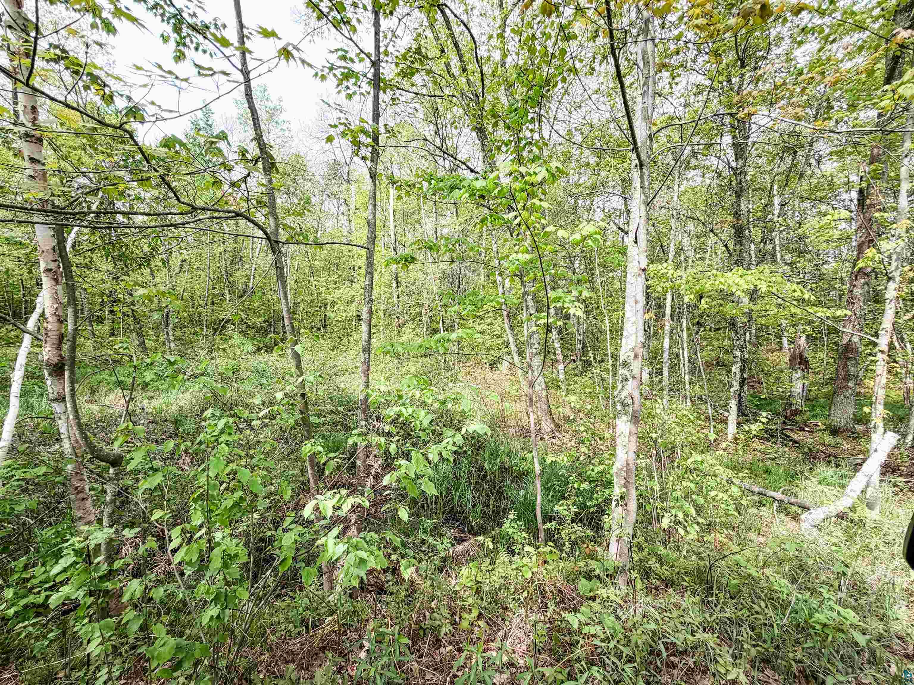 Lot 1 Peterson Rd Wascott WI 54859 6125207 image3