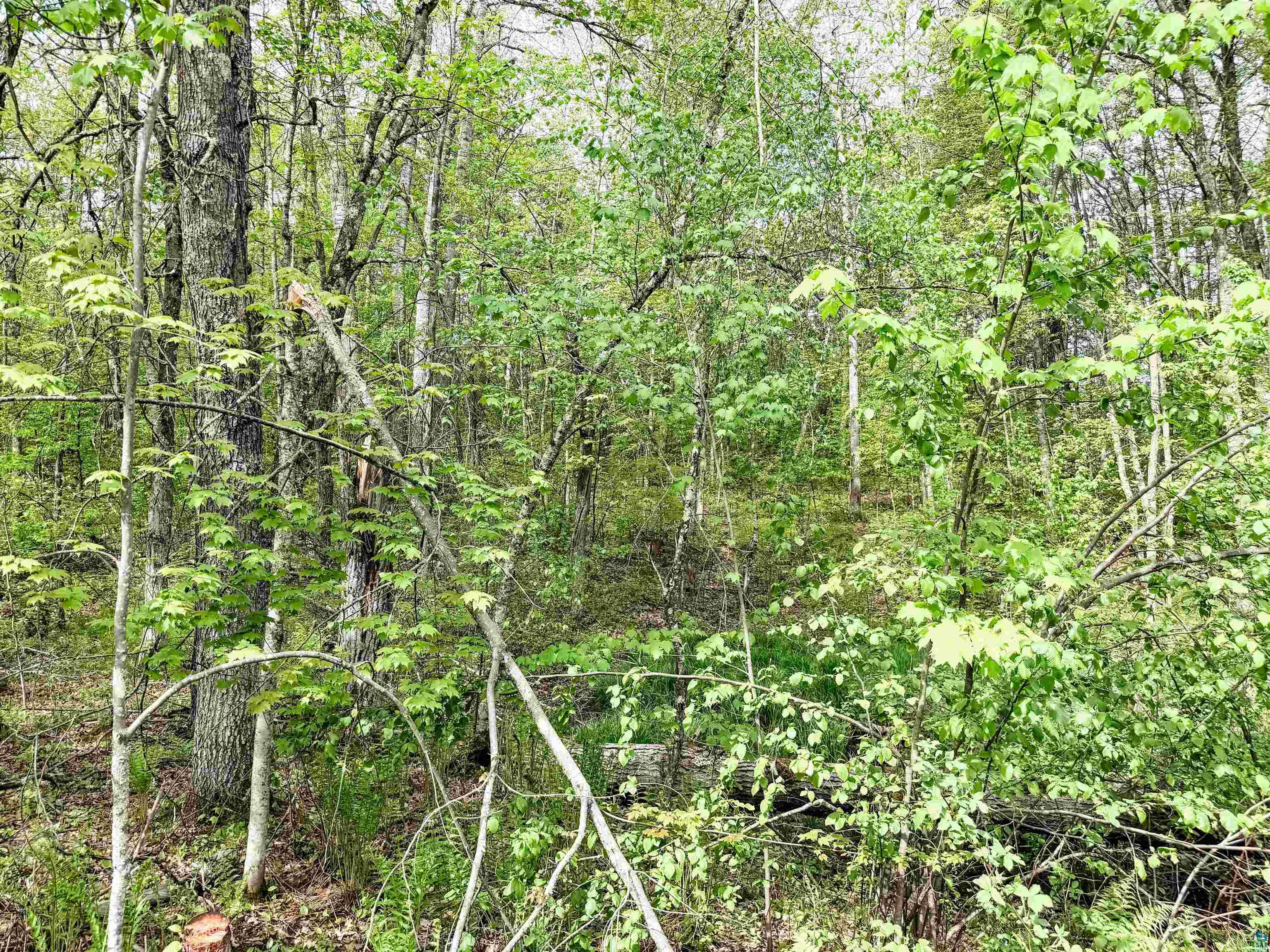 Lot 1 Peterson Rd Wascott WI 54859 6125207 image6