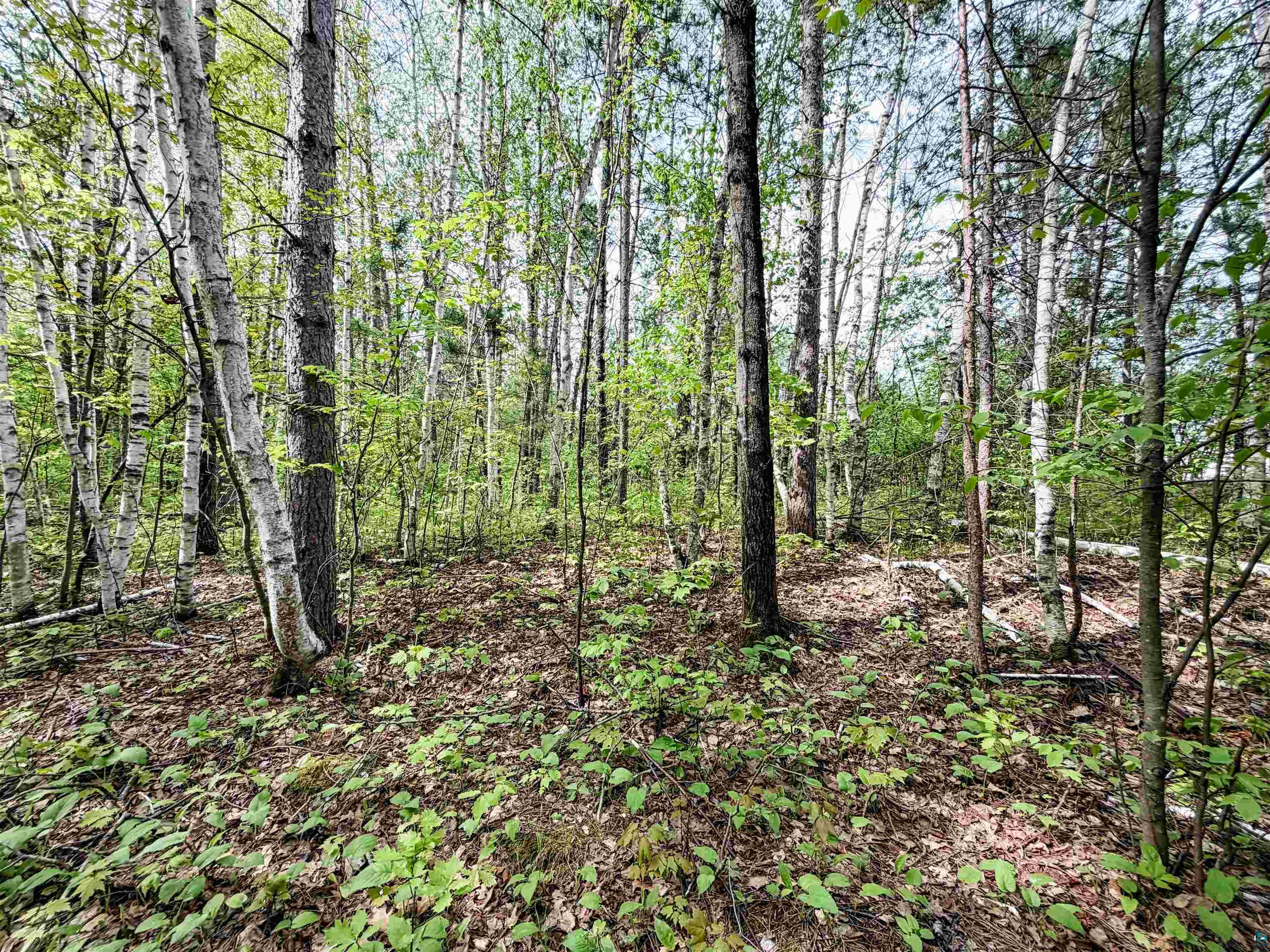 Lot 1 Peterson Rd Wascott WI 54859 6125207 image9