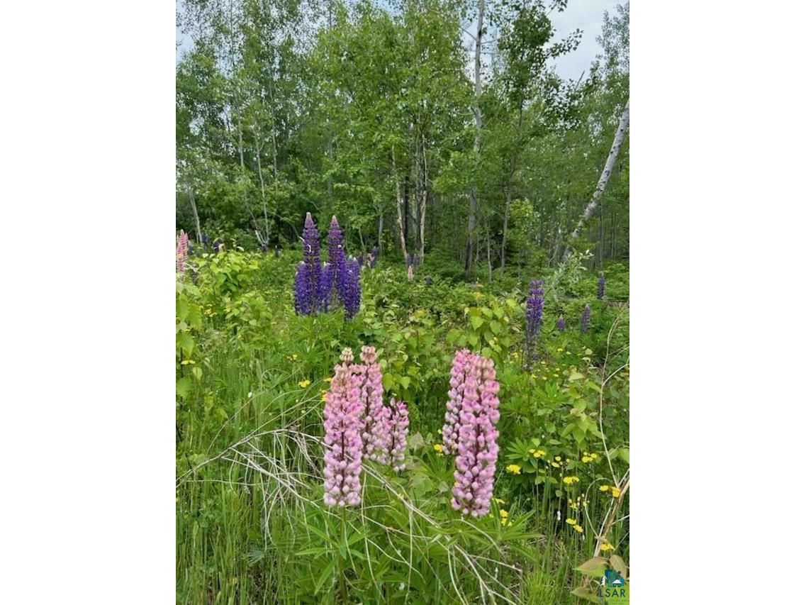 Lot 12 Birch Cliff Dr Tofte MN 55615 6107861 image1