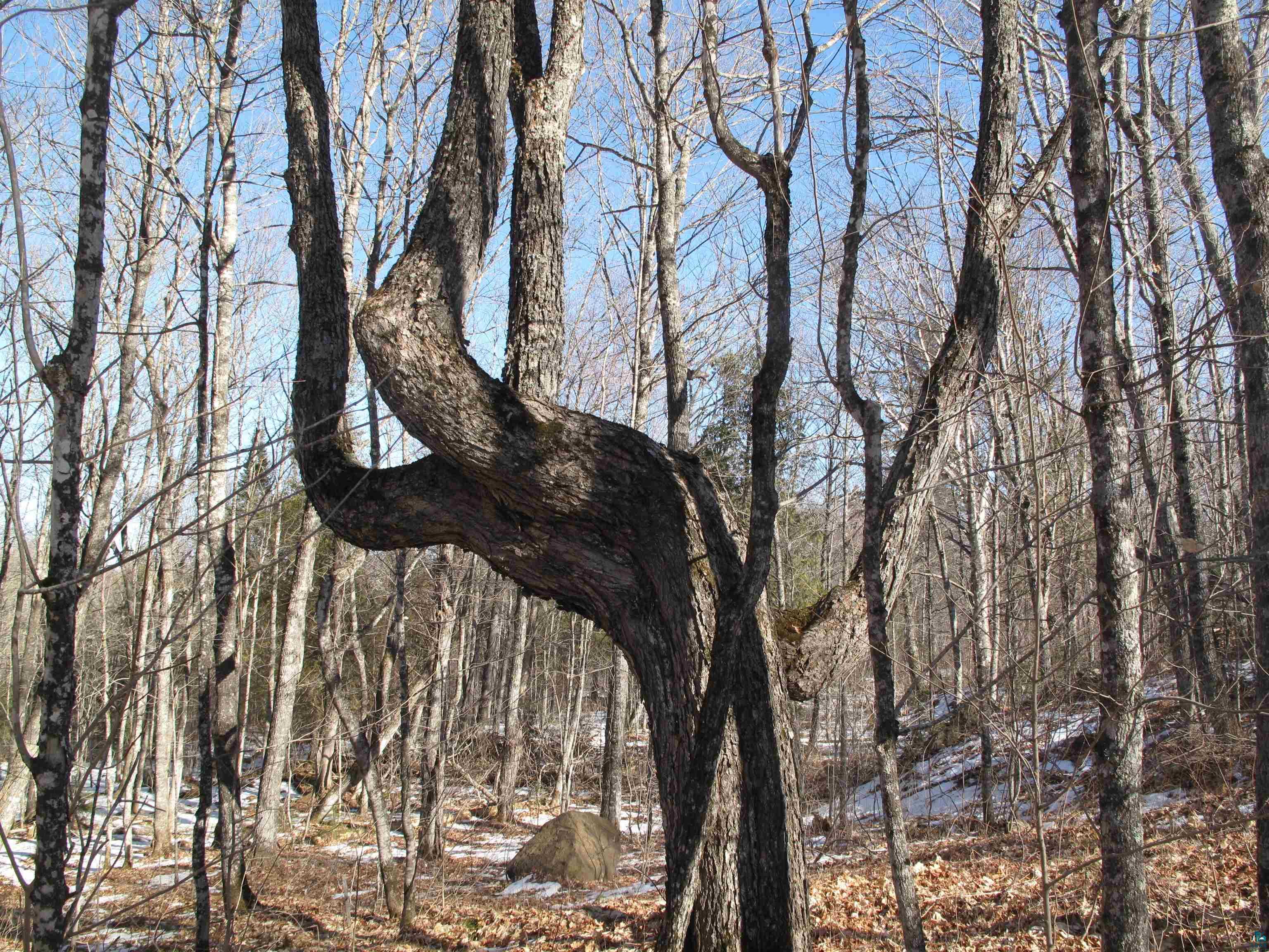 Lot 2 Blk 2 Hillside Dr Lutsen MN 55612 6112620 image1