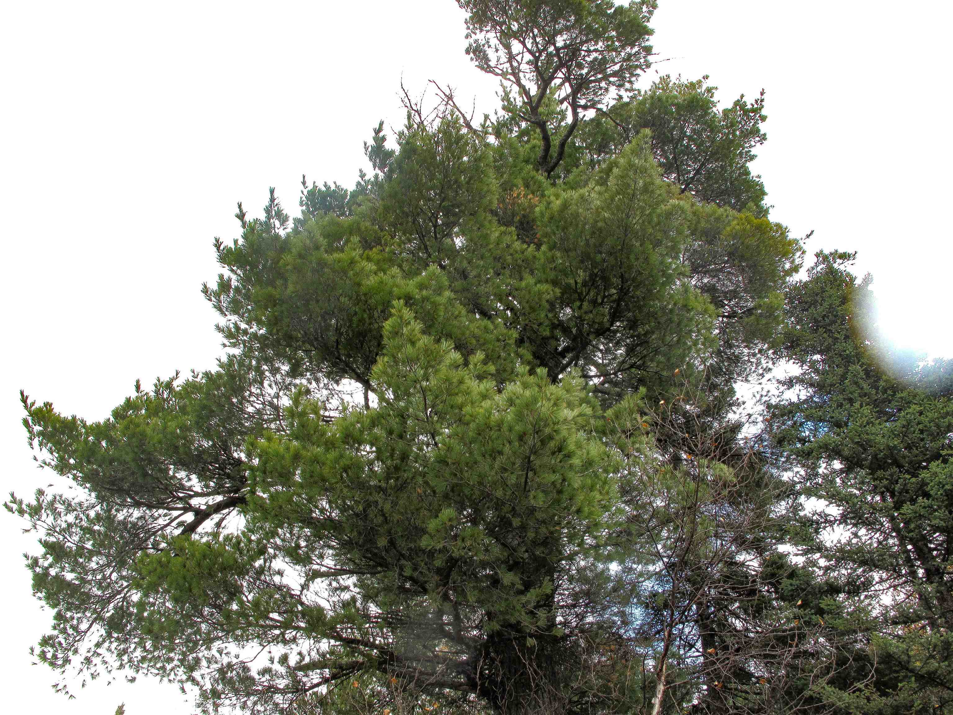 Lot 2 Fullerton Rd Hovland MN 55606 - Devilfish 6122626 image11