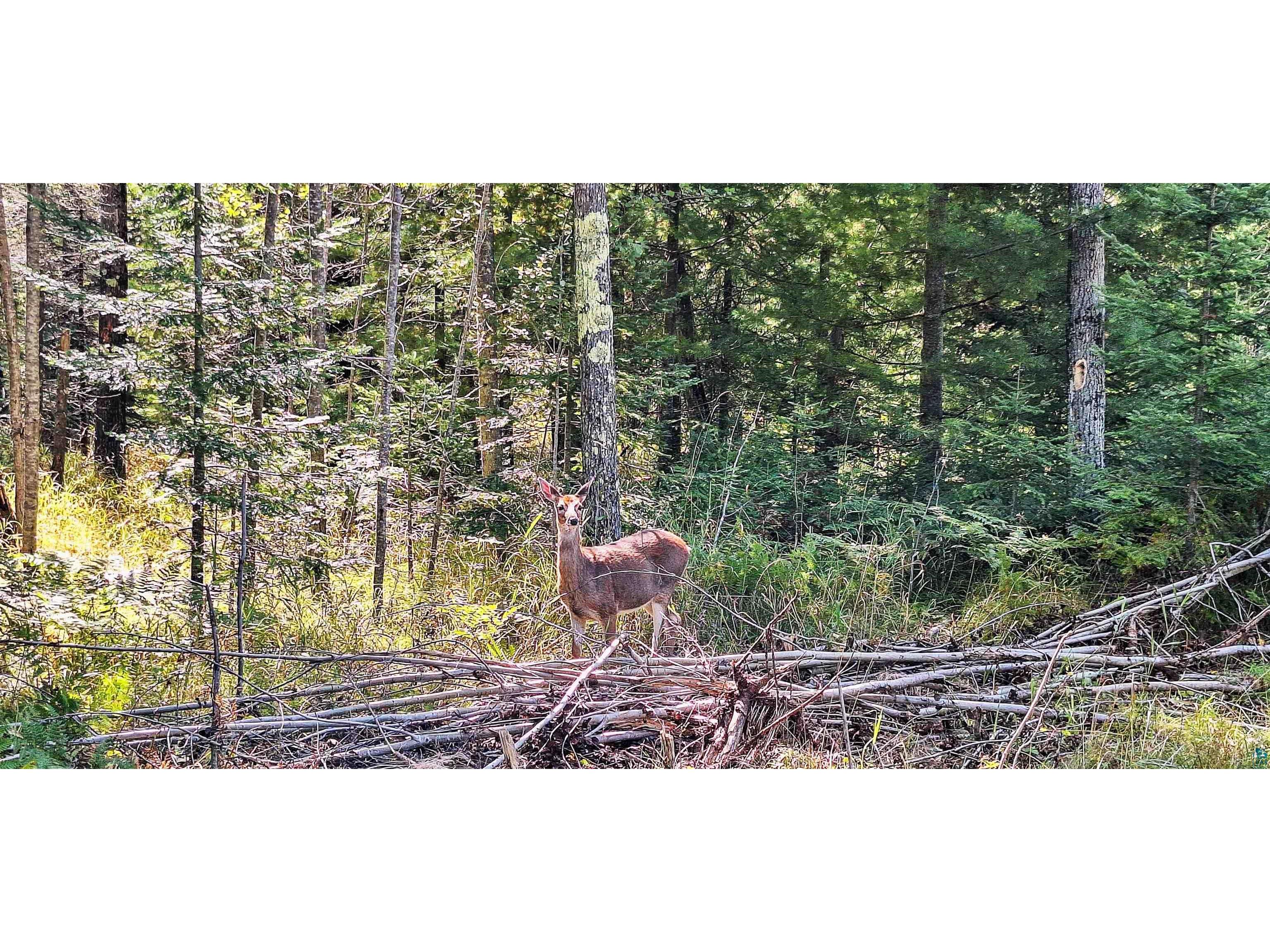 Lot 3 Block 1 Raspberry Trl Lapointe WI 54850 6118394 image10