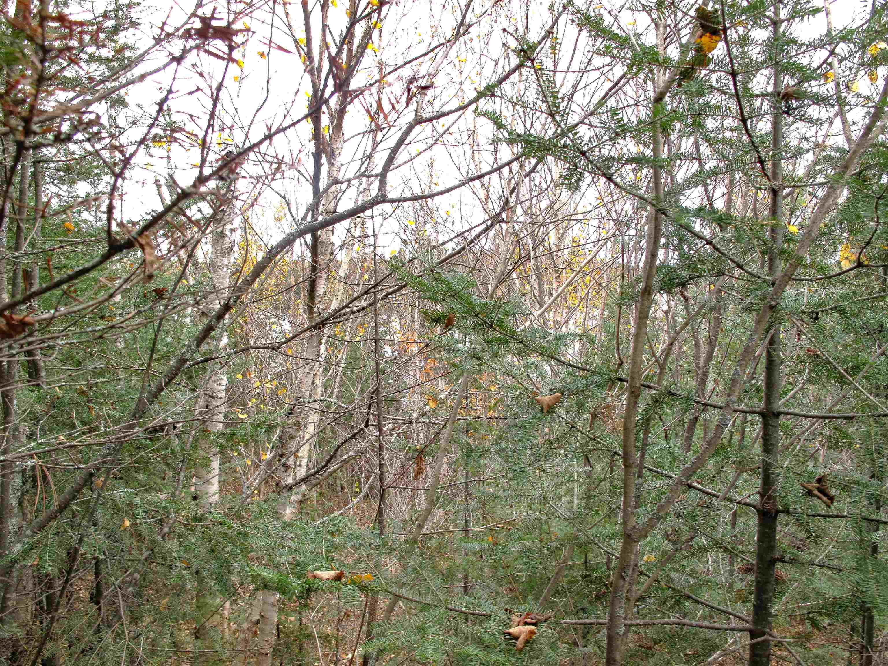 Lot 3 Fullerton Rd Hovland MN 55606 - Devilfish 6122624 image32