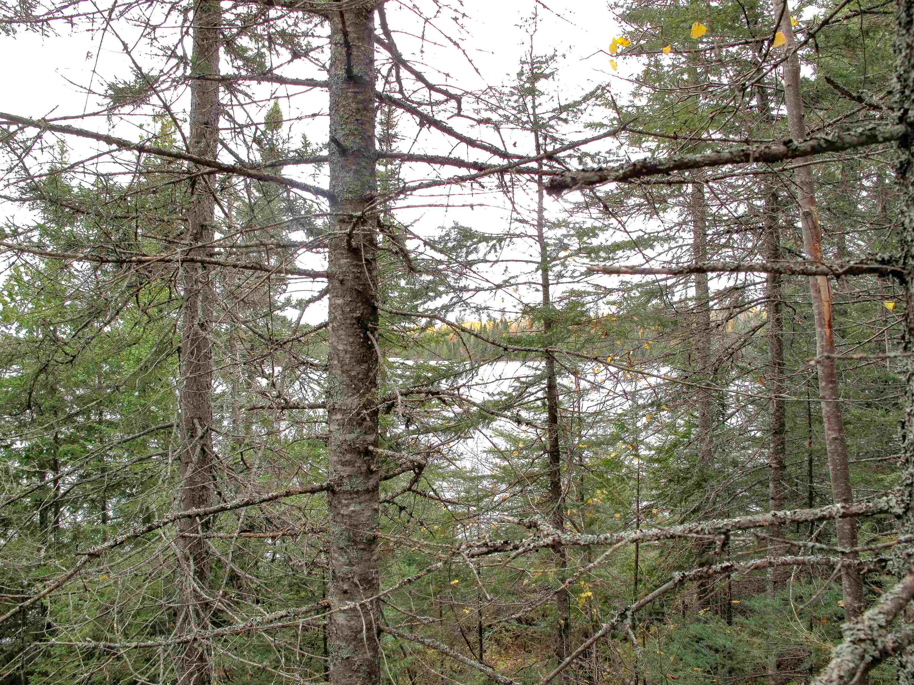 Lot 3 Fullerton Rd Hovland MN 55606 - Devilfish 6122624 image33