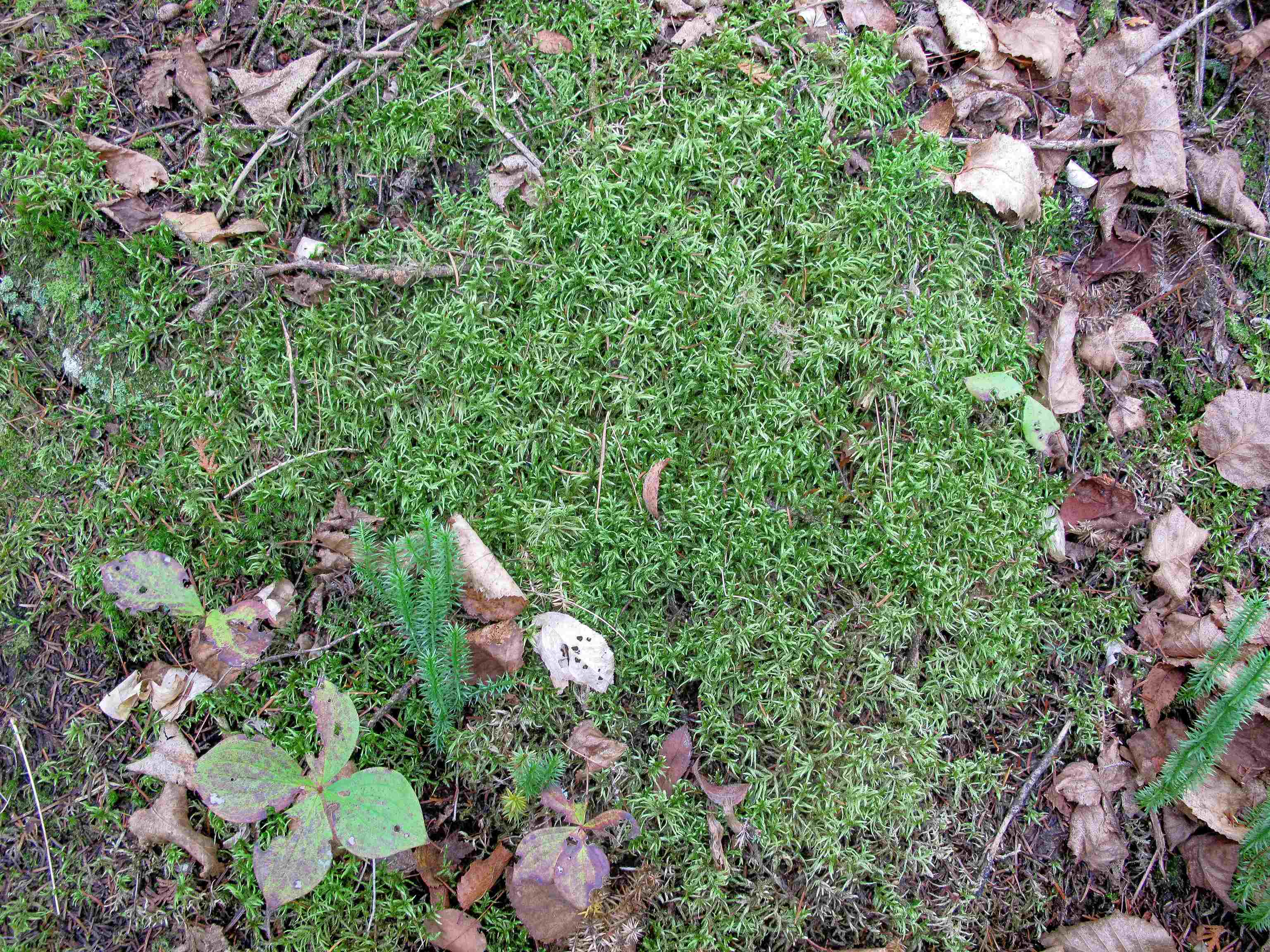 Lot 3 Fullerton Rd Hovland MN 55606 - Devilfish 6122624 image34