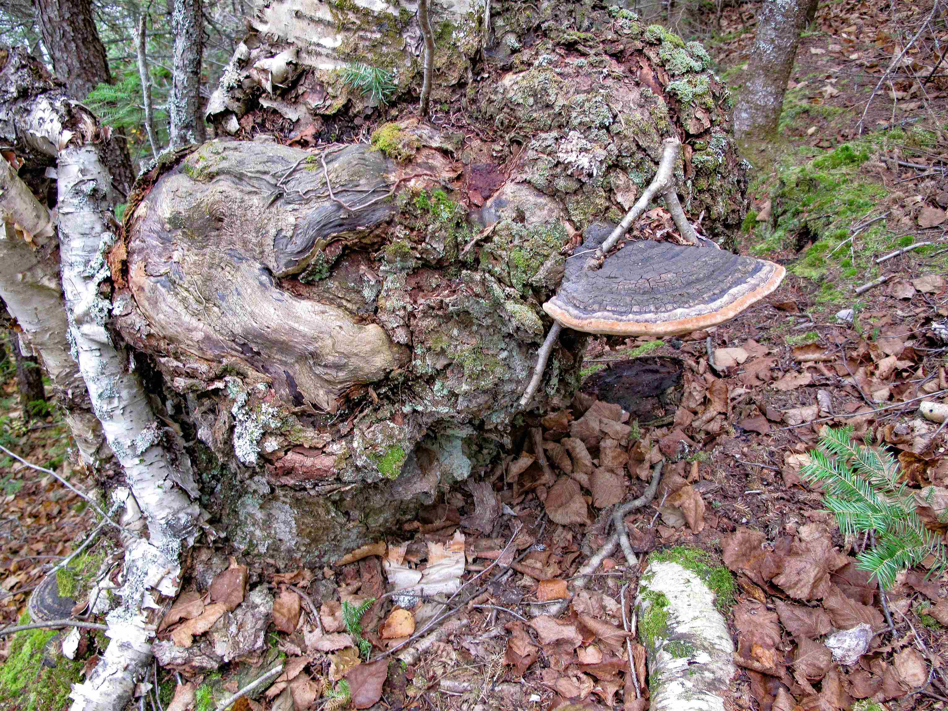 Lot 3 Fullerton Rd Hovland MN 55606 - Devilfish 6122624 image35