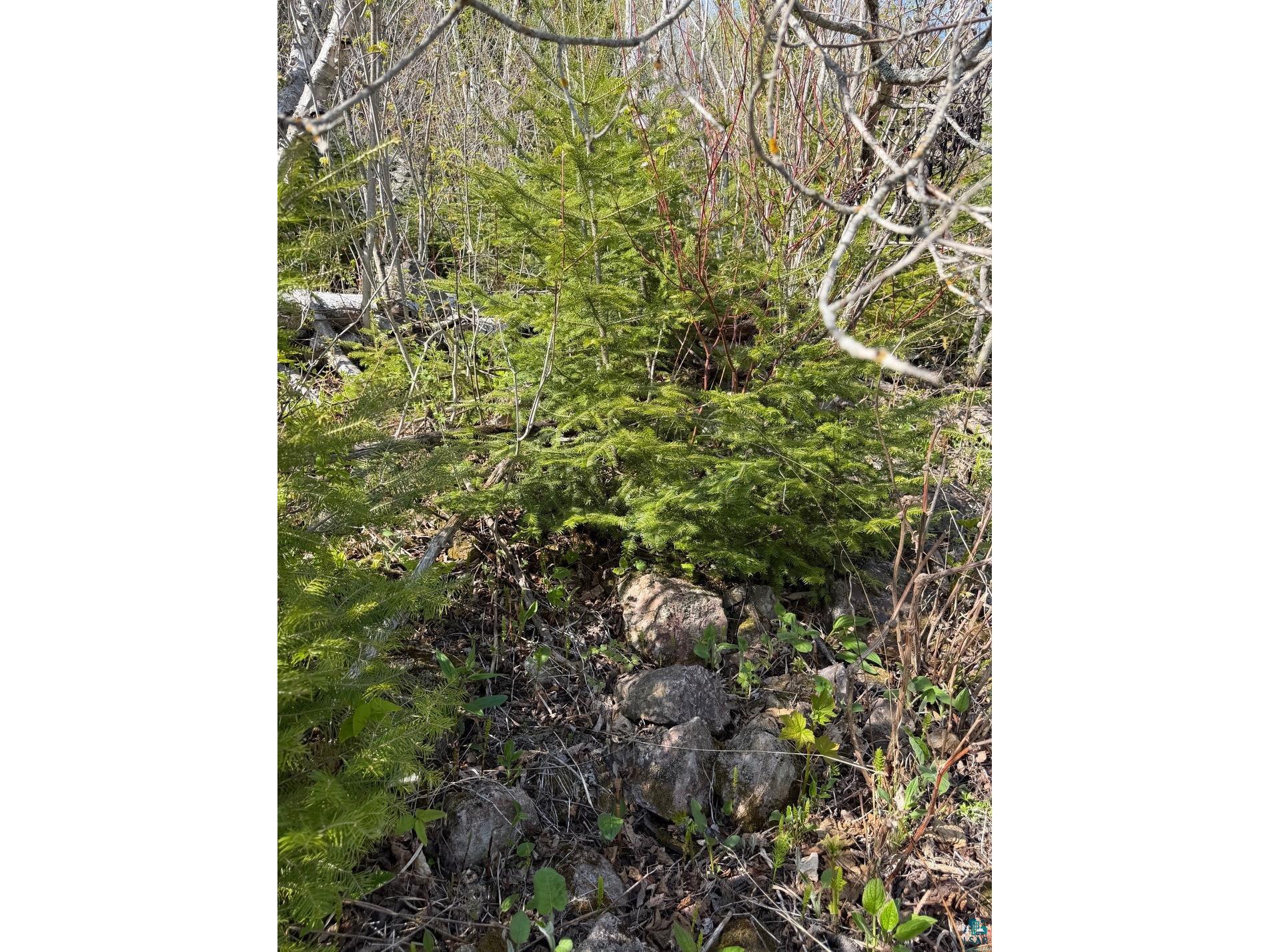 Lot 5 Birch Cliff Dr Tofte MN 55615 6126554 image25