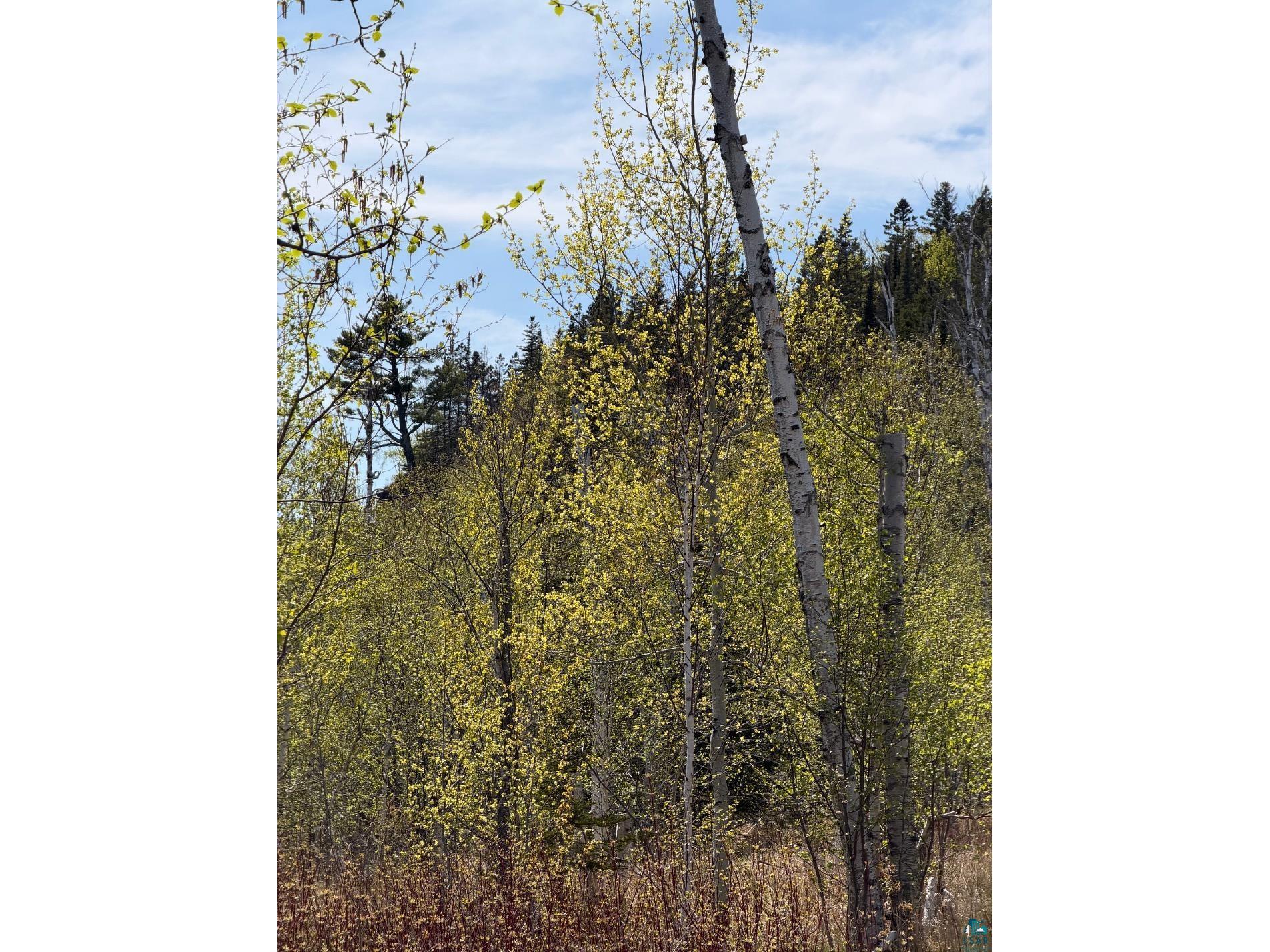 Lot 5 Birch Cliff Dr Tofte MN 55615 6126554 image3