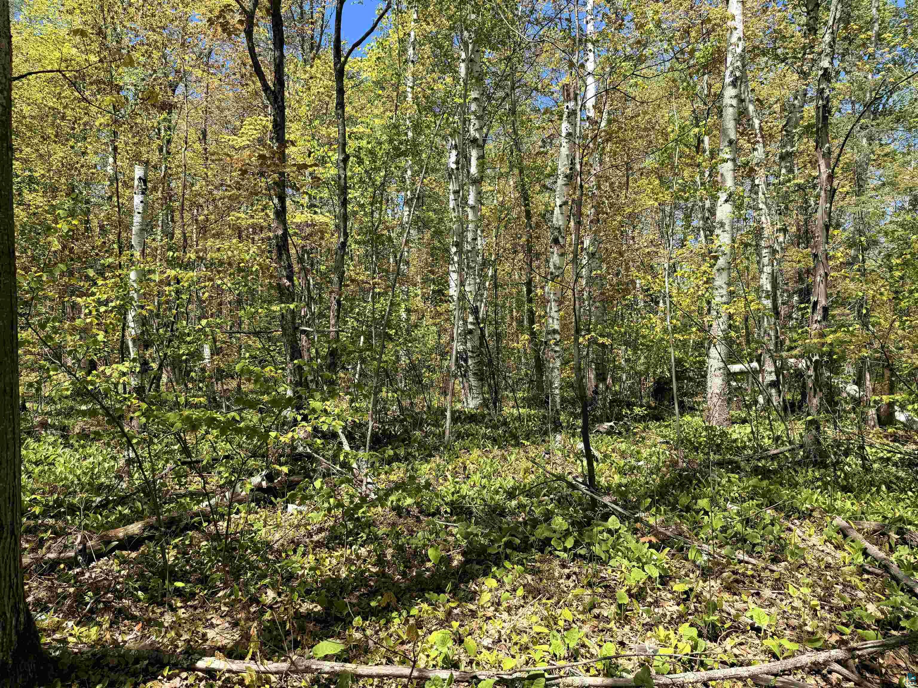 Lot 5 Blue Wing Bay Rd Bayfield WI 54814 - Lake Superior 6125701 image9