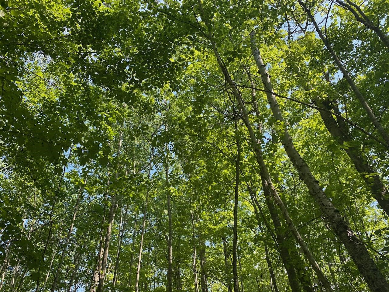 Lot 7 Secluded Trail Hayward WI 54843 6117728 image12