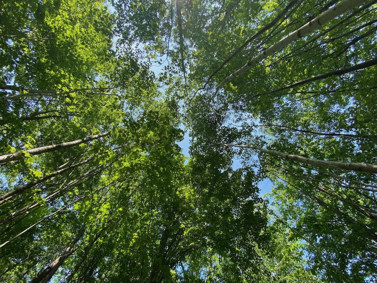 Lot 7 Secluded Trail Hayward WI 54843 6117728 image13