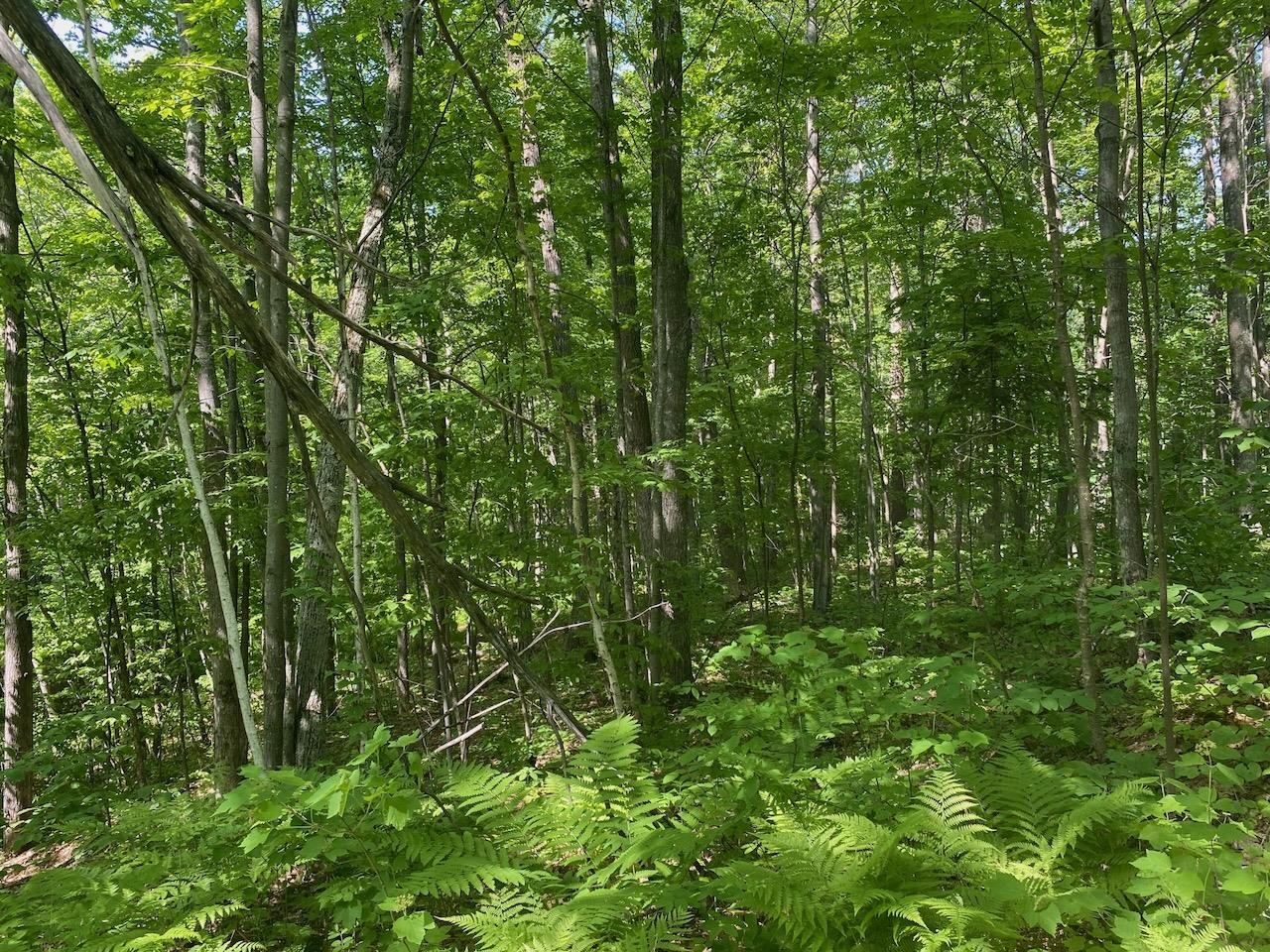 Lot 7 Secluded Trail Hayward WI 54843 6117728 image16