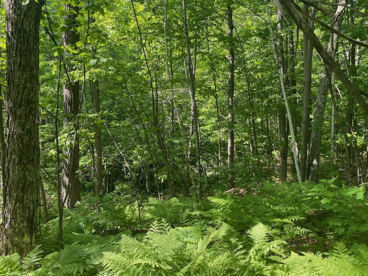 Lot 7 Secluded Trail Hayward WI 54843 6117728 image17