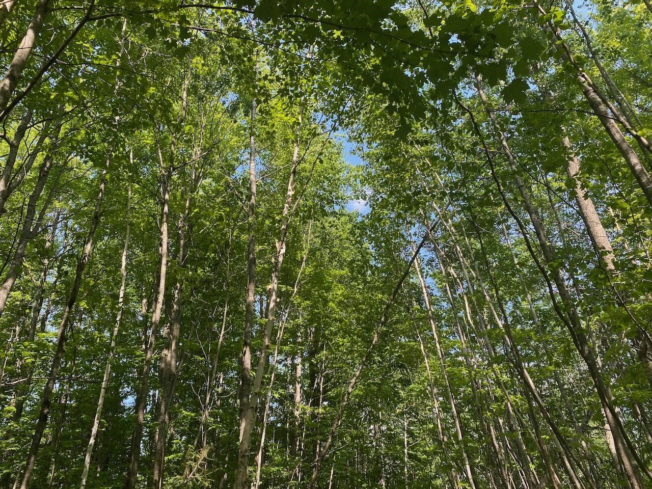 Lot 7 Secluded Trail Hayward WI 54843 6117728 image19