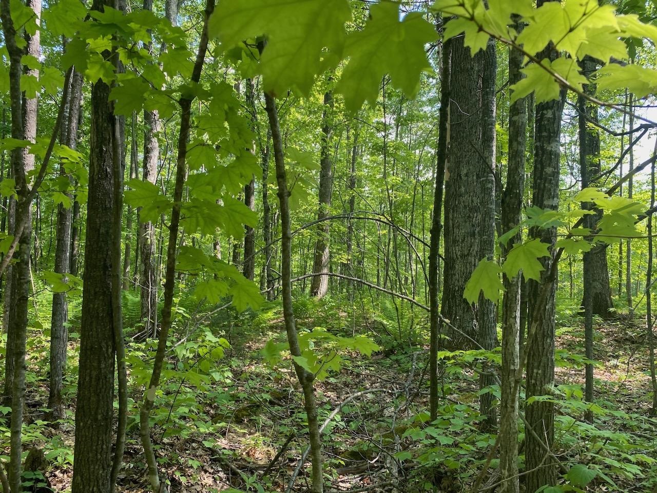 Lot 7 Secluded Trail Hayward WI 54843 6117728 image20