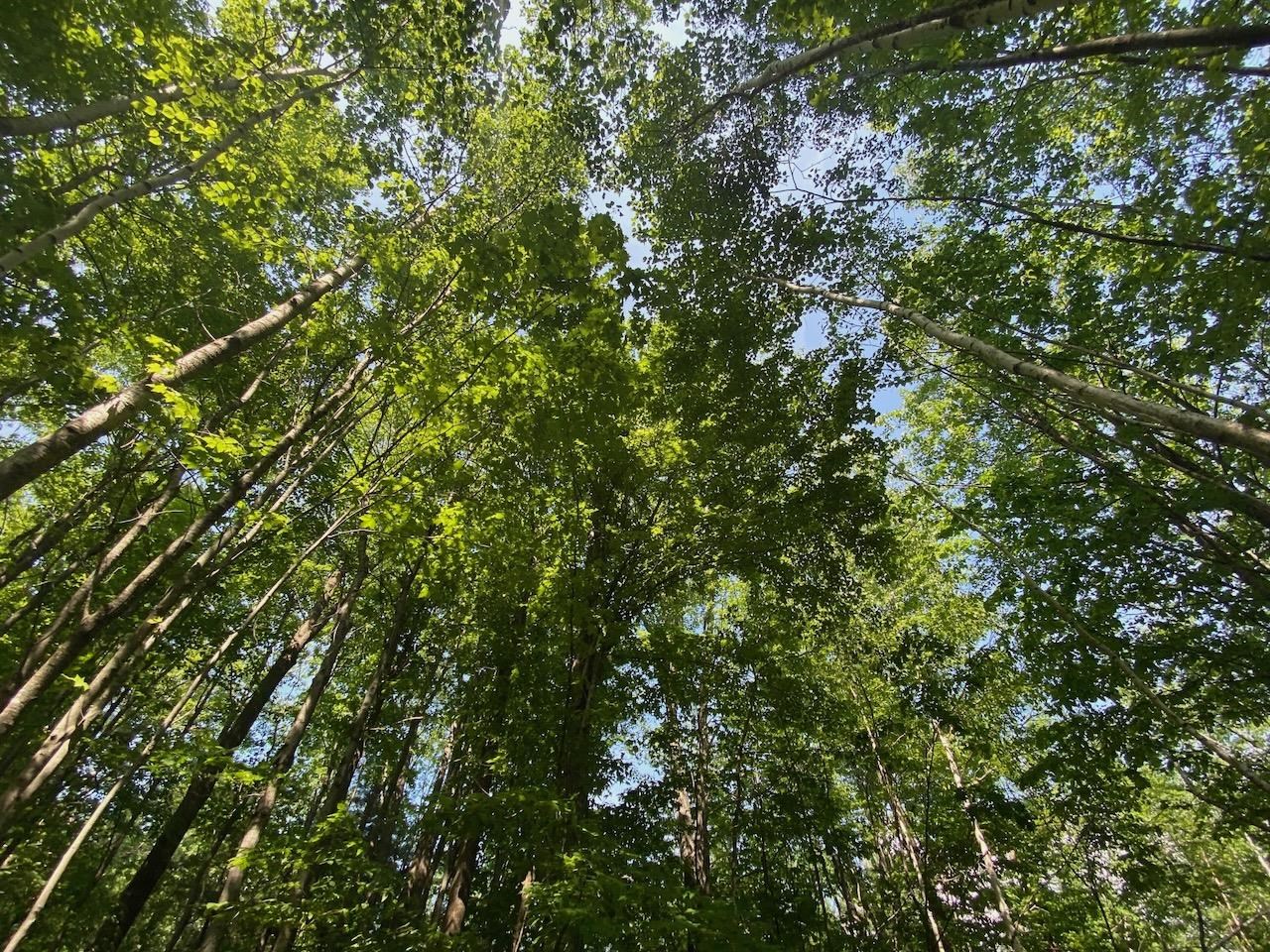 Lot 7 Secluded Trail Hayward WI 54843 6117728 image22