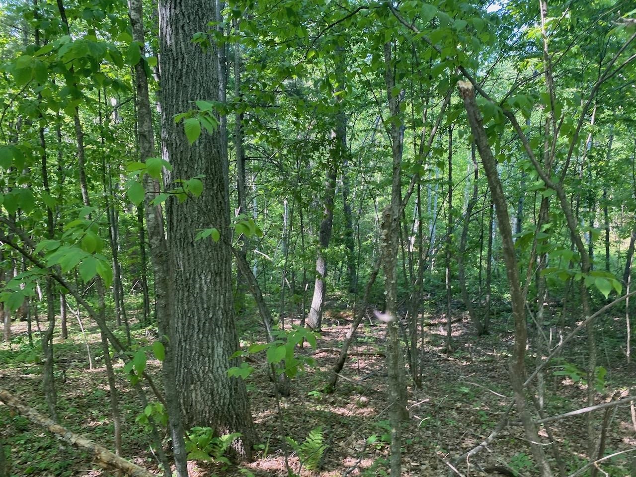 Lot 7 Secluded Trail Hayward WI 54843 6117728 image30