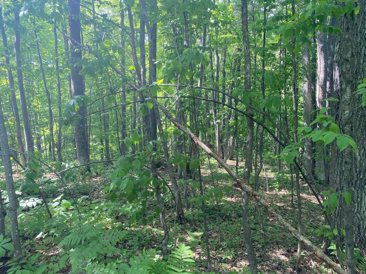 Lot 7 Secluded Trail Hayward WI 54843 6117728 image31