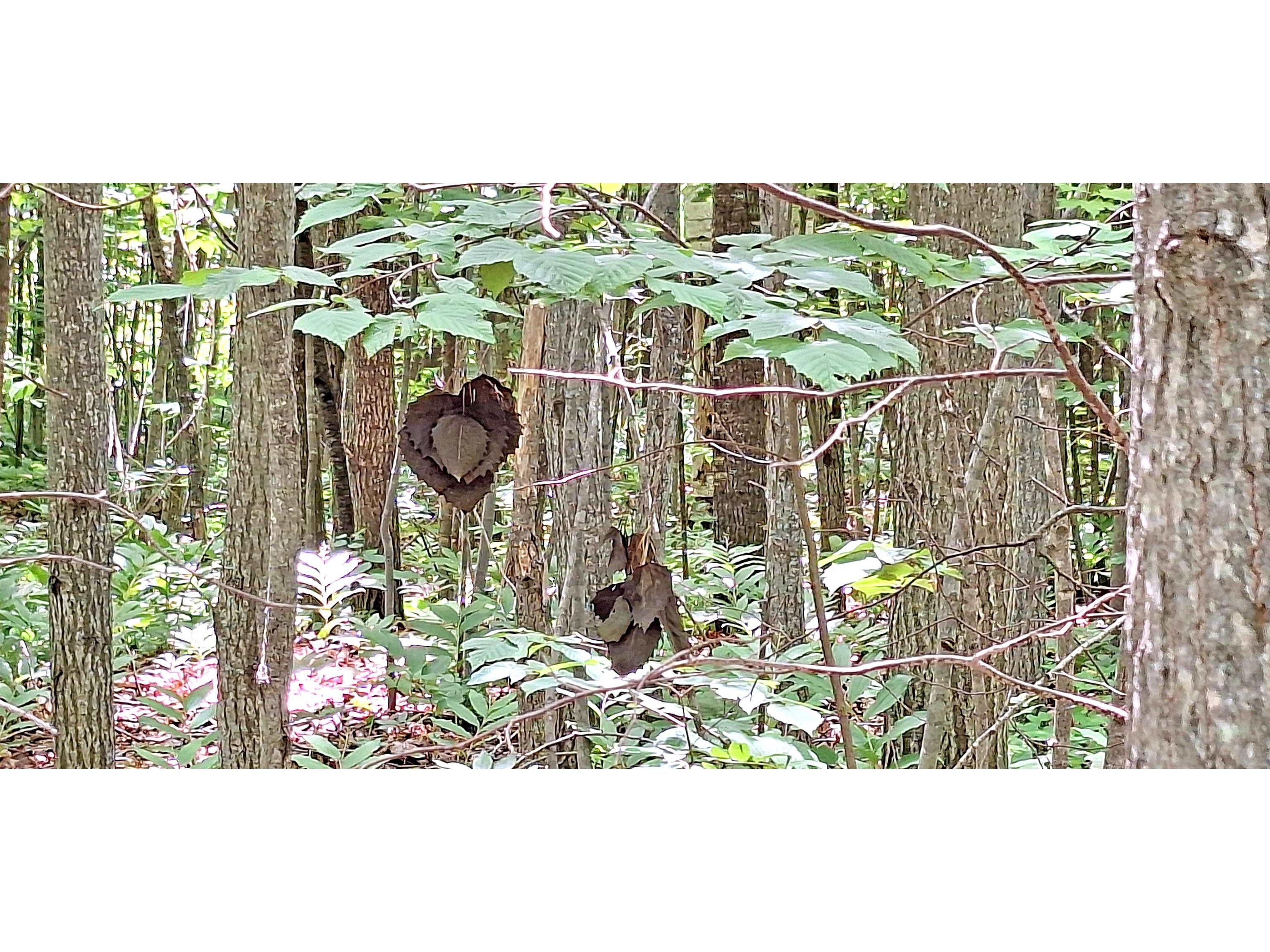 Lot Z Apple Hill Rd Bayfield WI 54814 6120407 image24