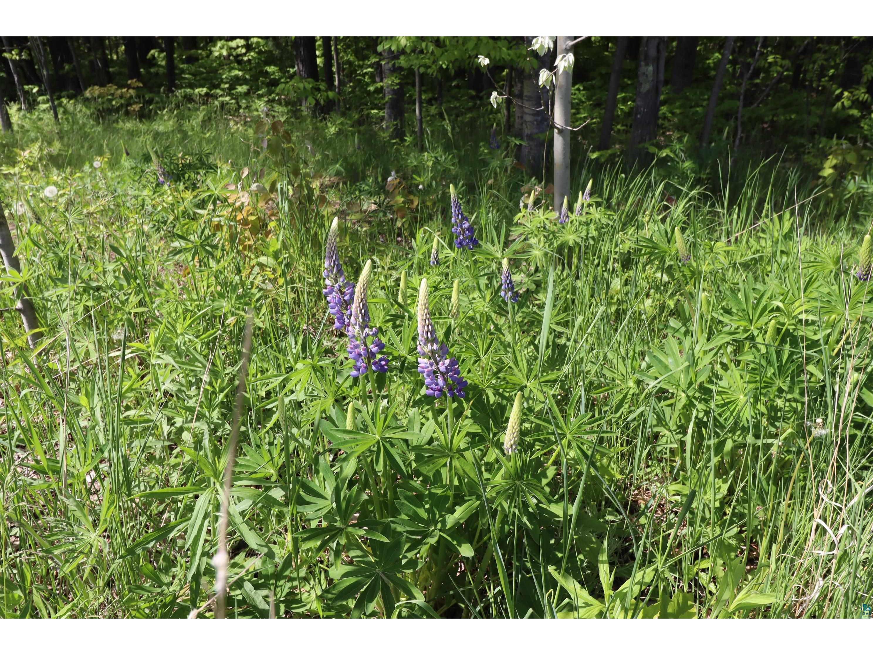 Lots 19 & 38 Eagle Run Bayfield WI 54814 6123697 image22