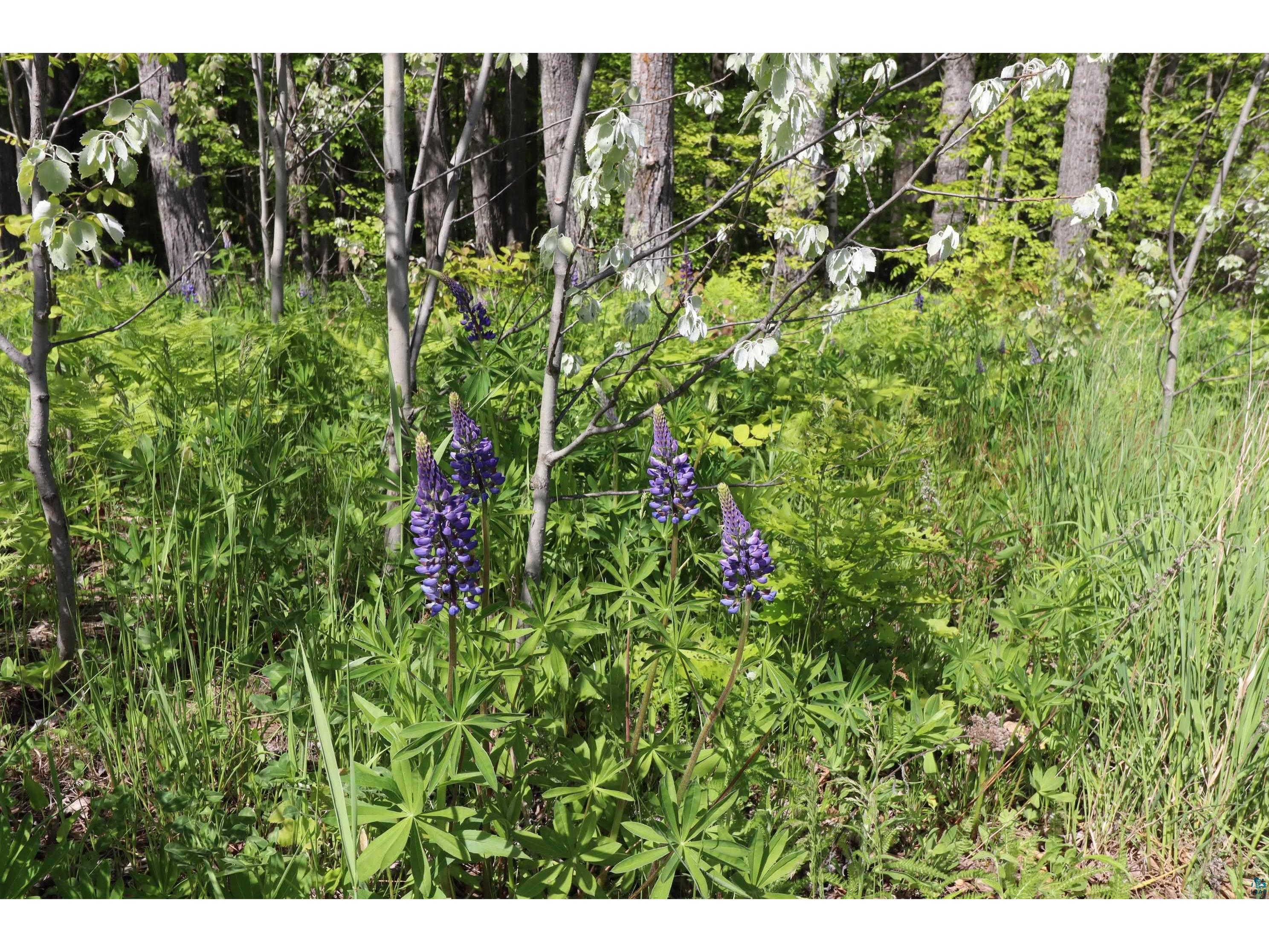 Lots 19 & 38 Eagle Run Bayfield WI 54814 6123697 image23