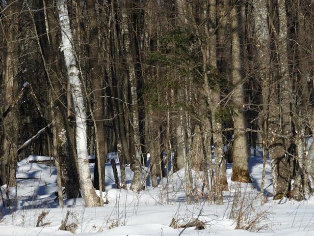 N8357 Down River Rd Phillips WI 54555 - Lower S. Fork Flambeau River 6123531 image2