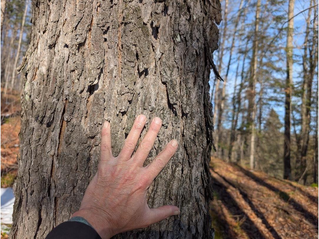 Red House Rd Mellen WI 54546 - Ballon 6122944 image12