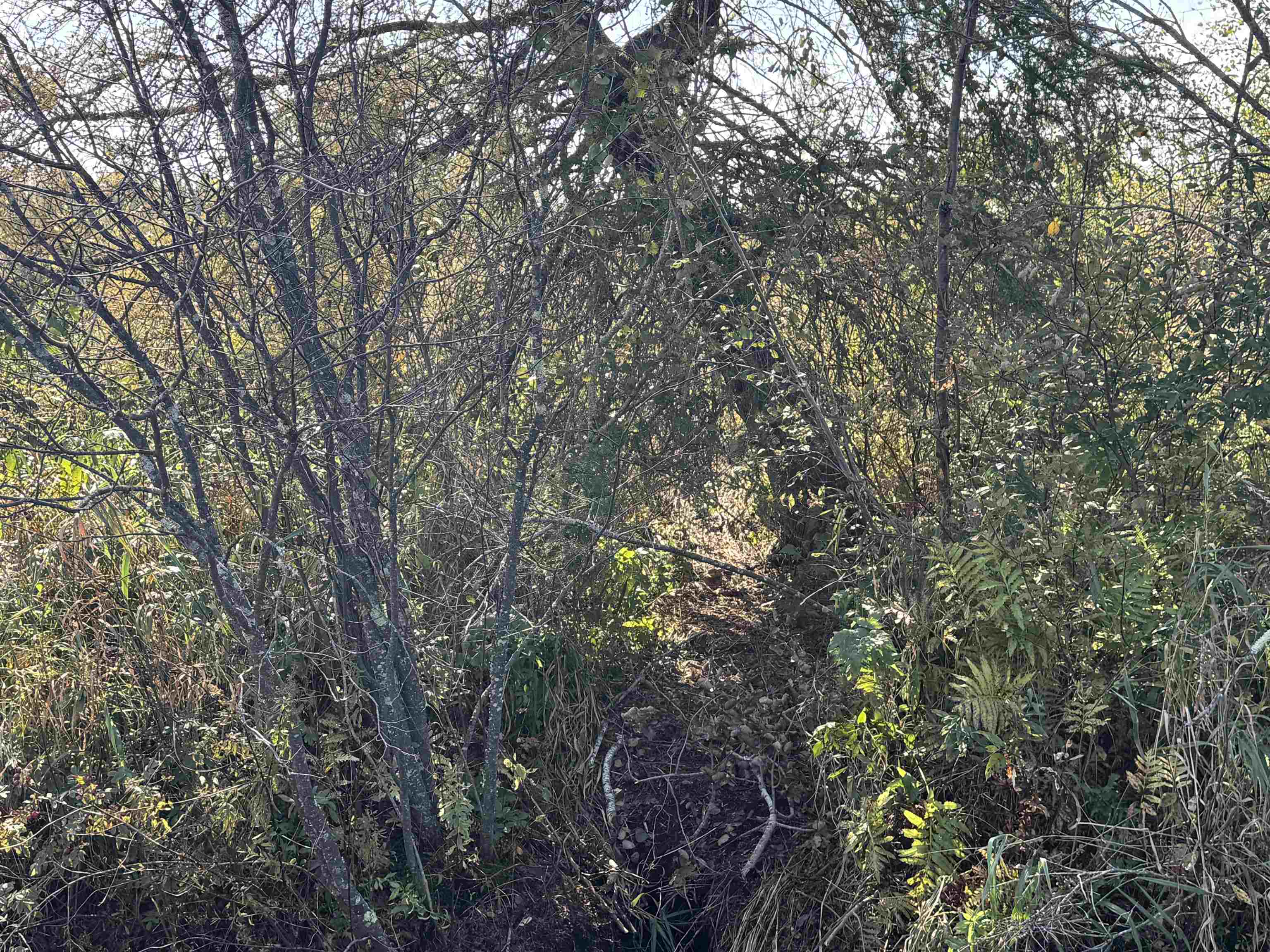 TBD 460th Ln Palisade MN 56469 6122349 image15