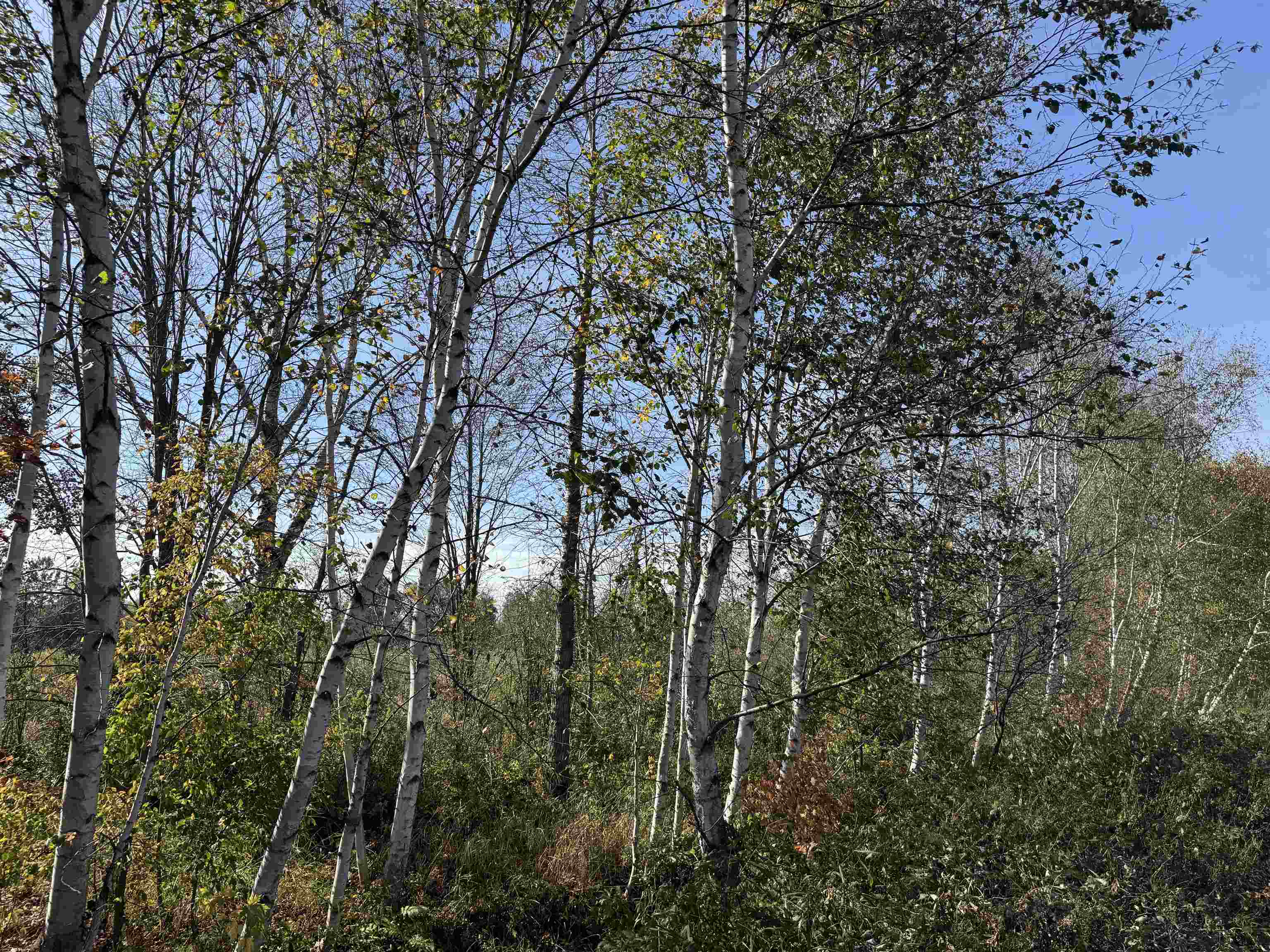 TBD 460th Ln Palisade MN 56469 6122349 image18