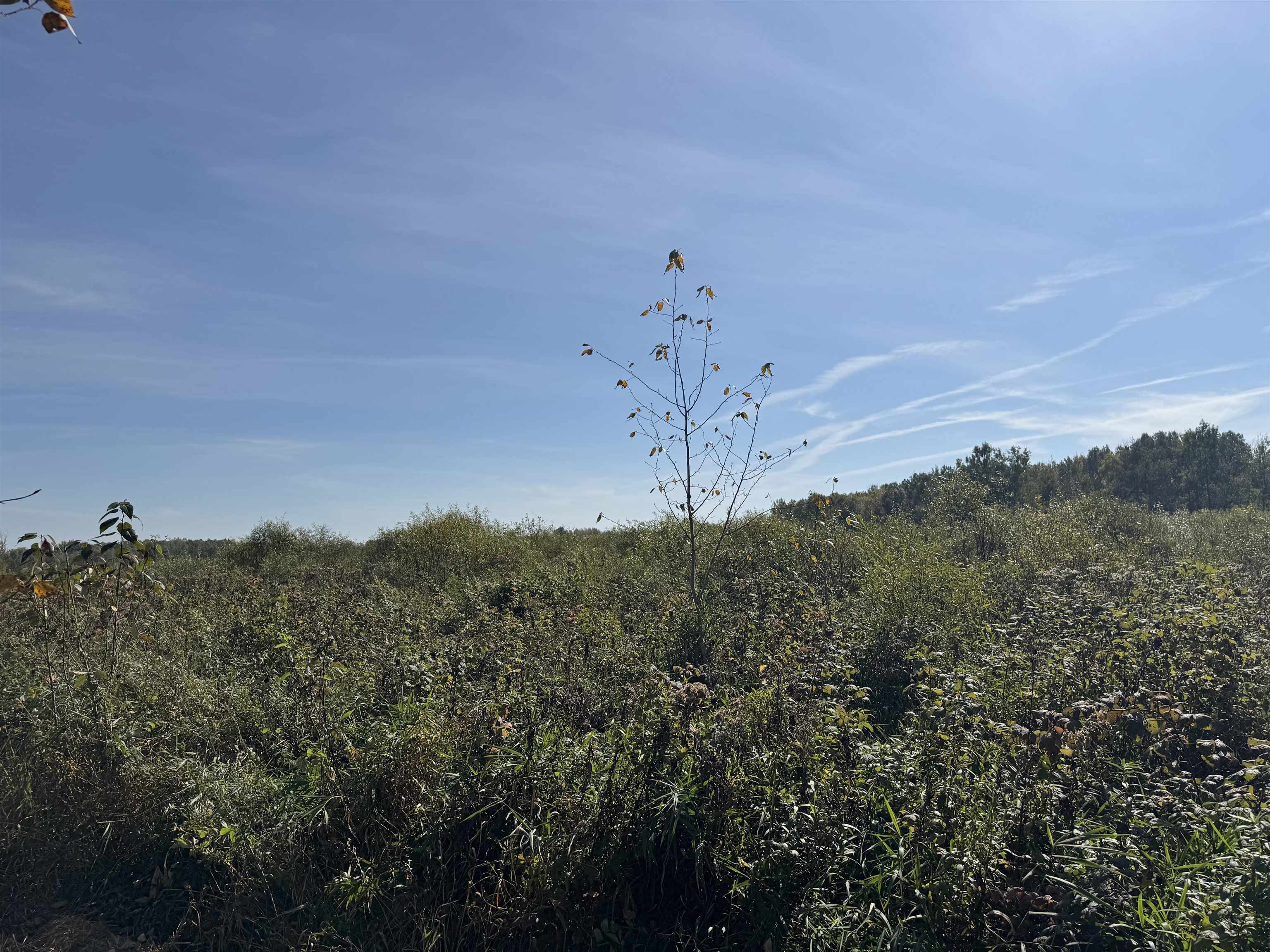 TBD 460th Ln Palisade MN 56469 6122349 image19