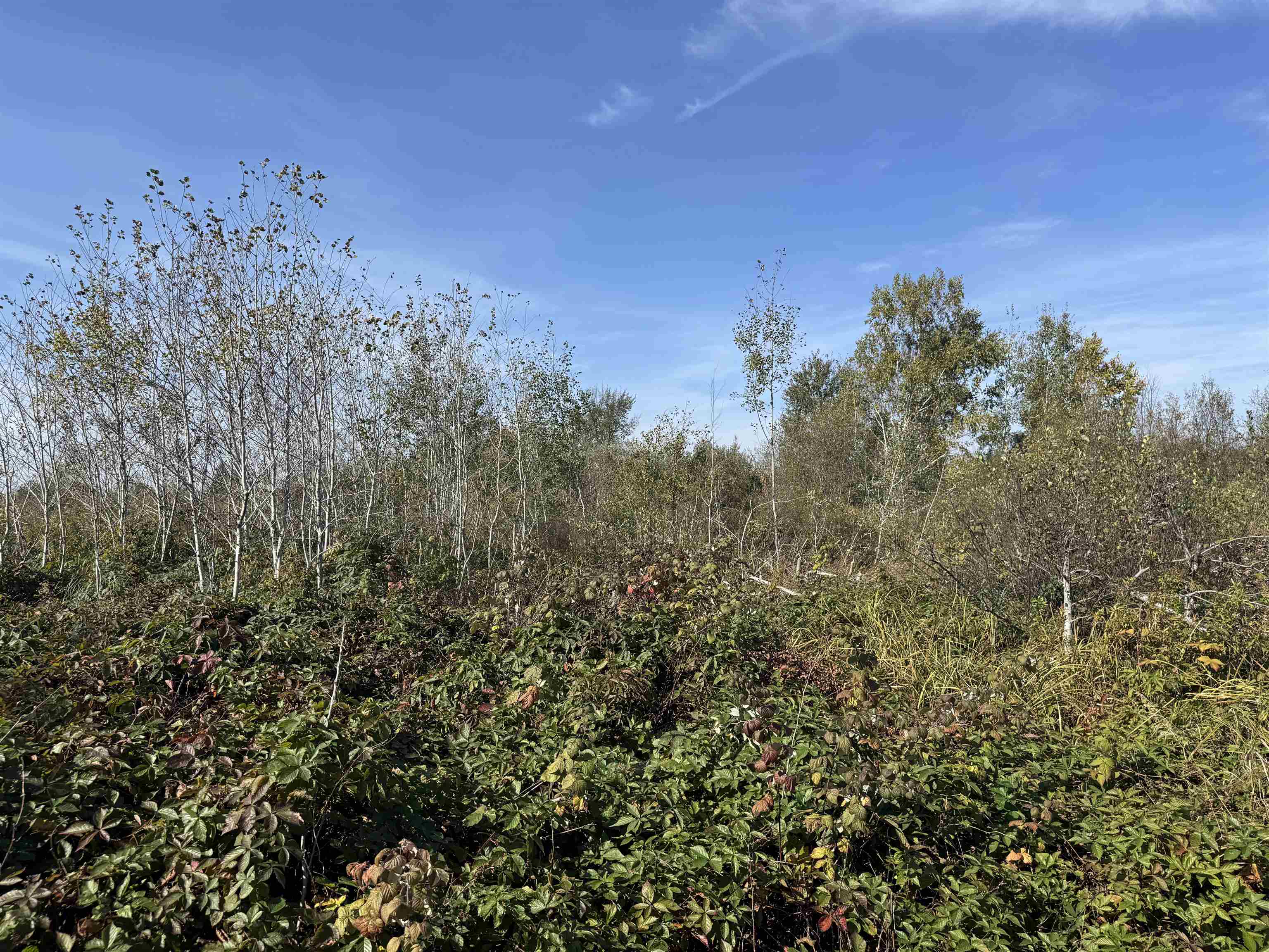 TBD 460th Ln Palisade MN 56469 6122349 image25