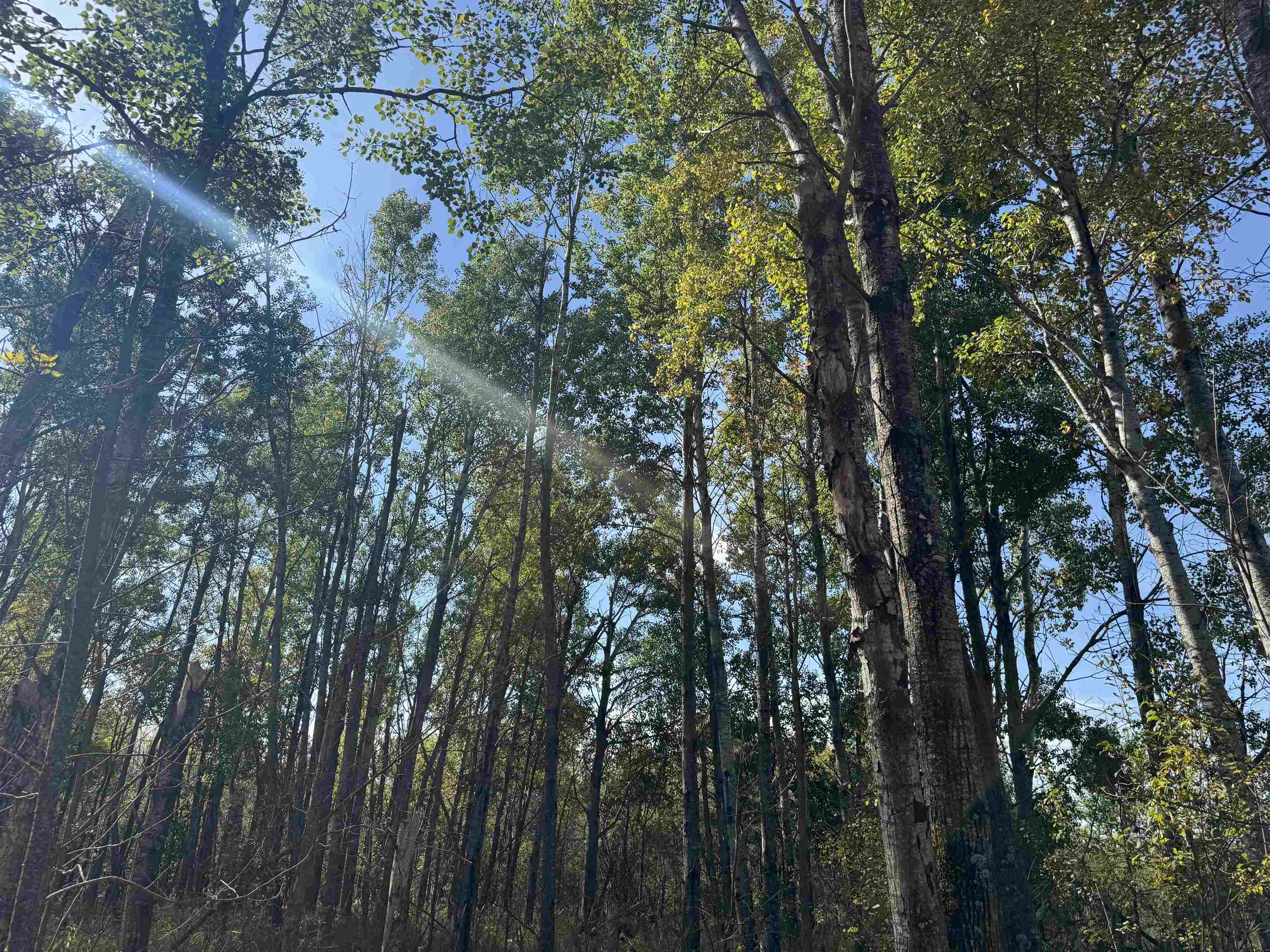 TBD 460th Ln Palisade MN 56469 6122349 image35