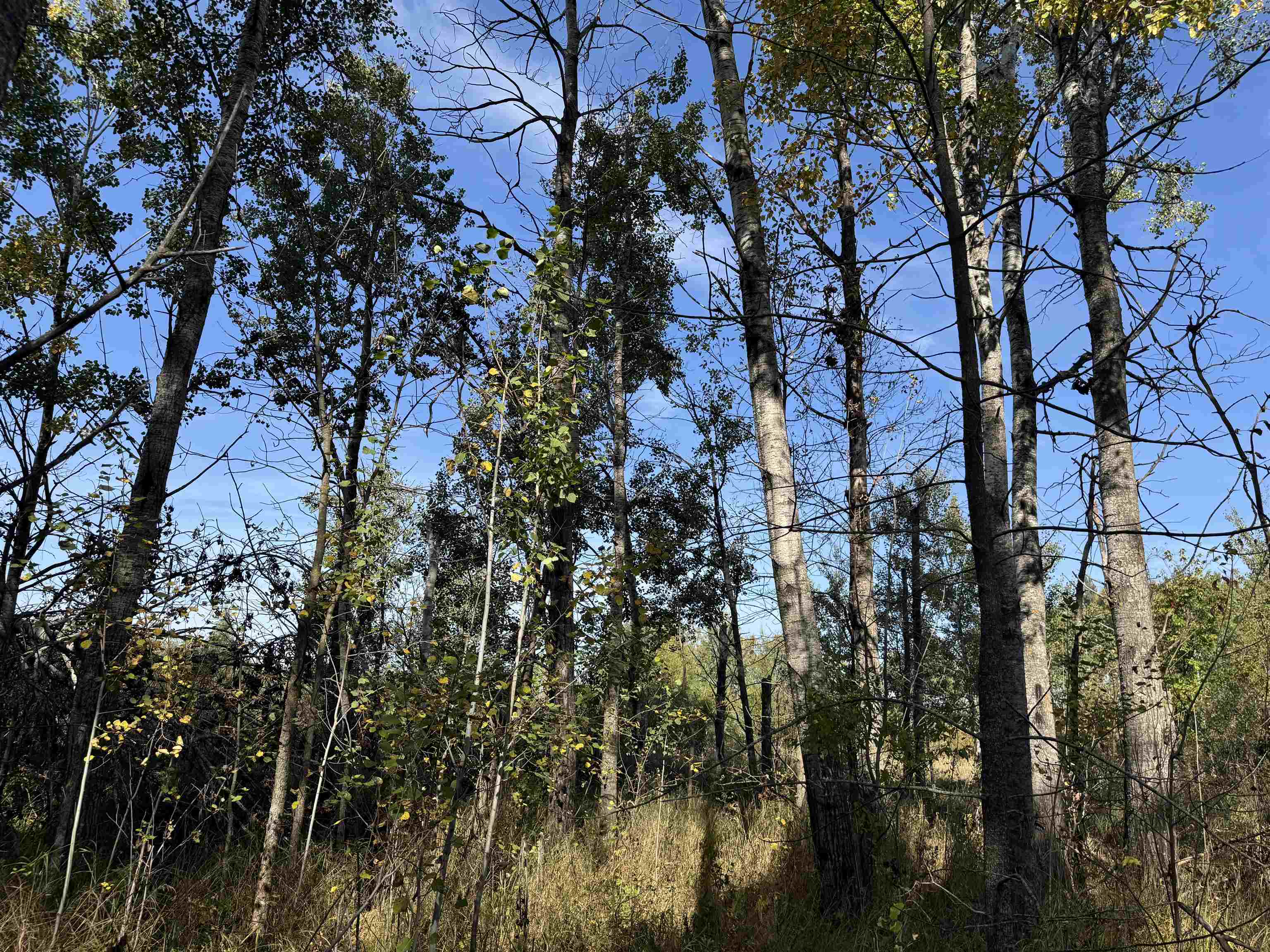 TBD 460th Ln Palisade MN 56469 6122349 image7