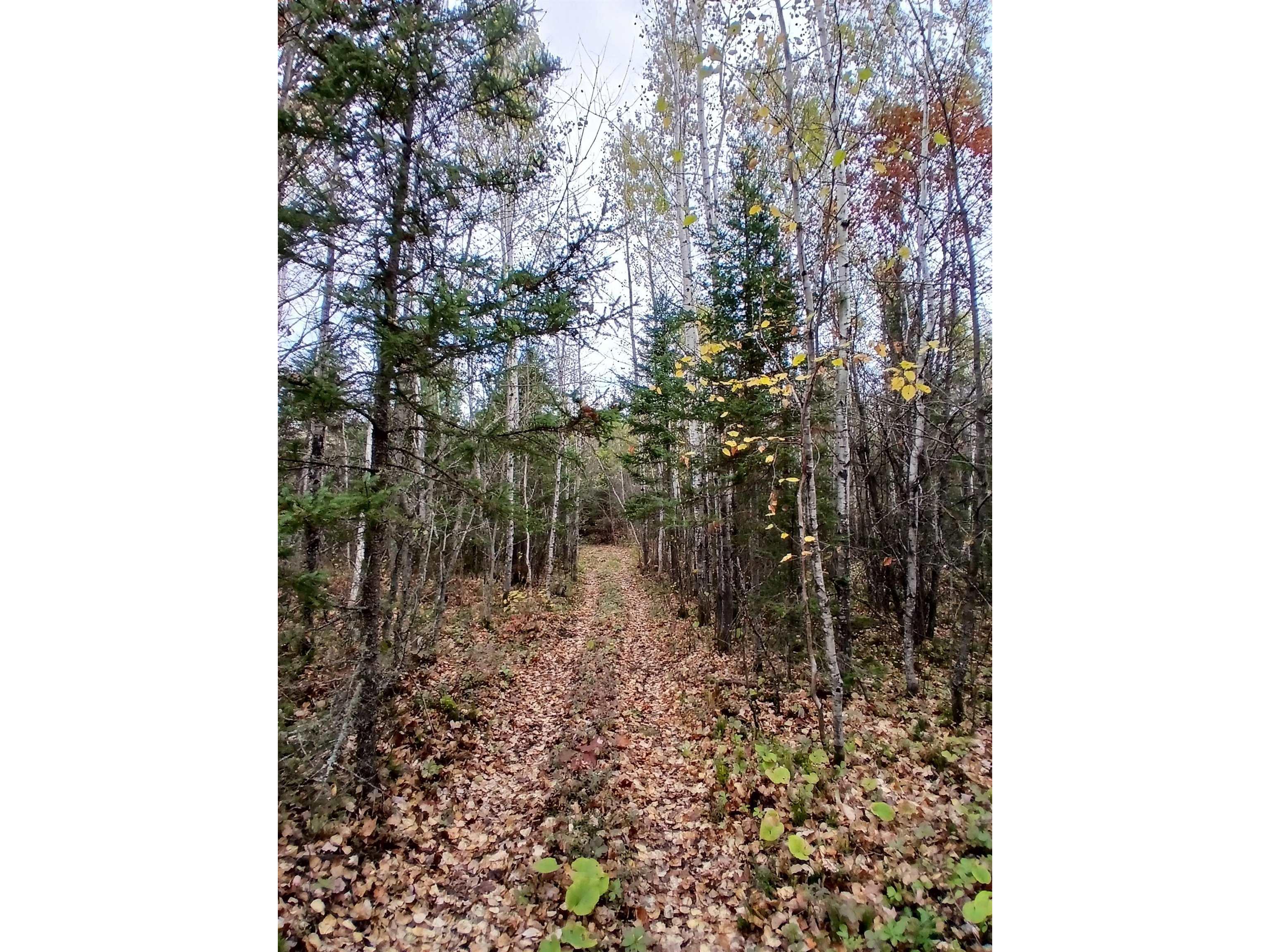 TBD Echo Tr Orr MN 55771 6123186 image3