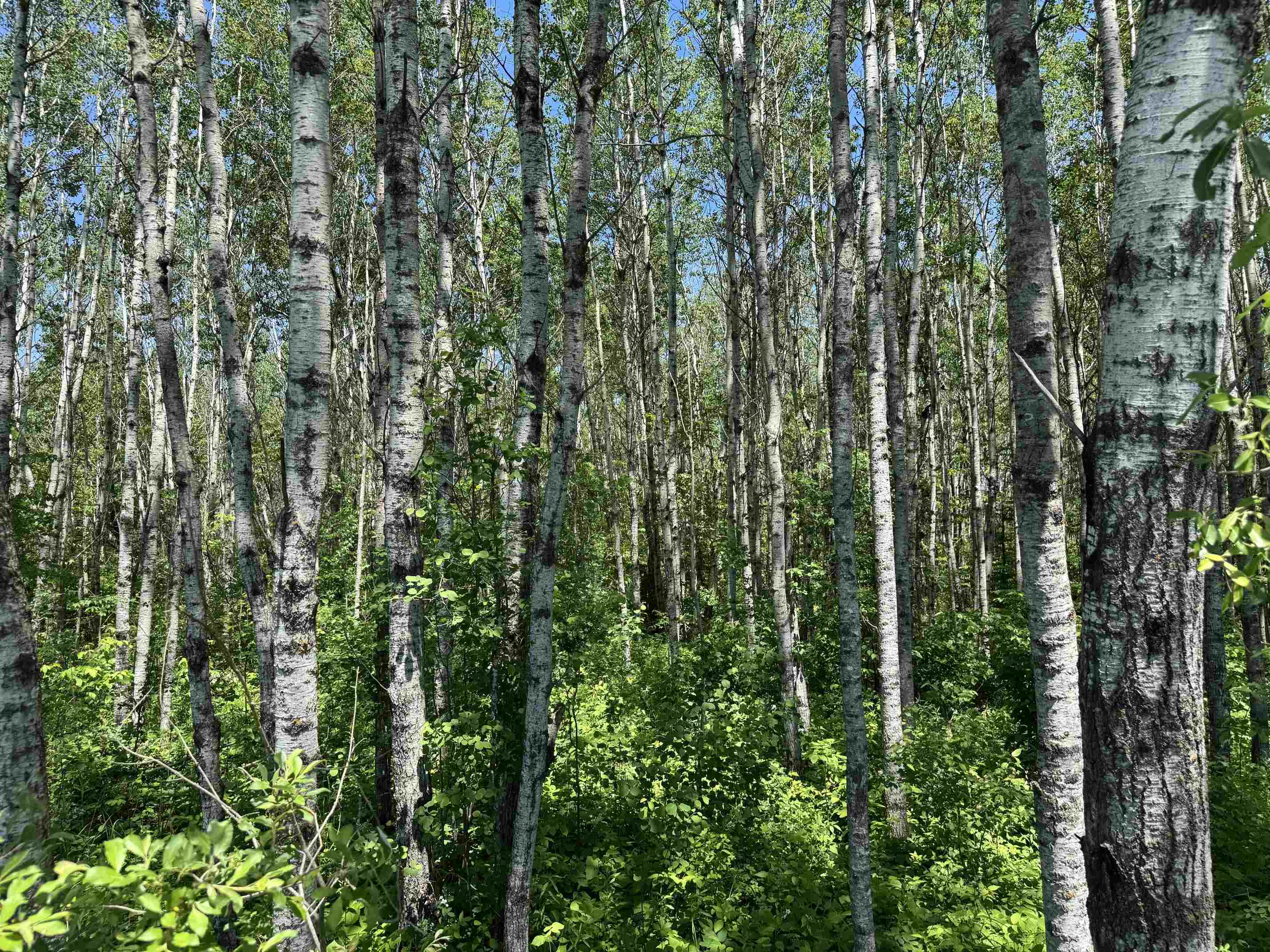 TBD Irondale Rd Superior WI 54880 6122483 image4