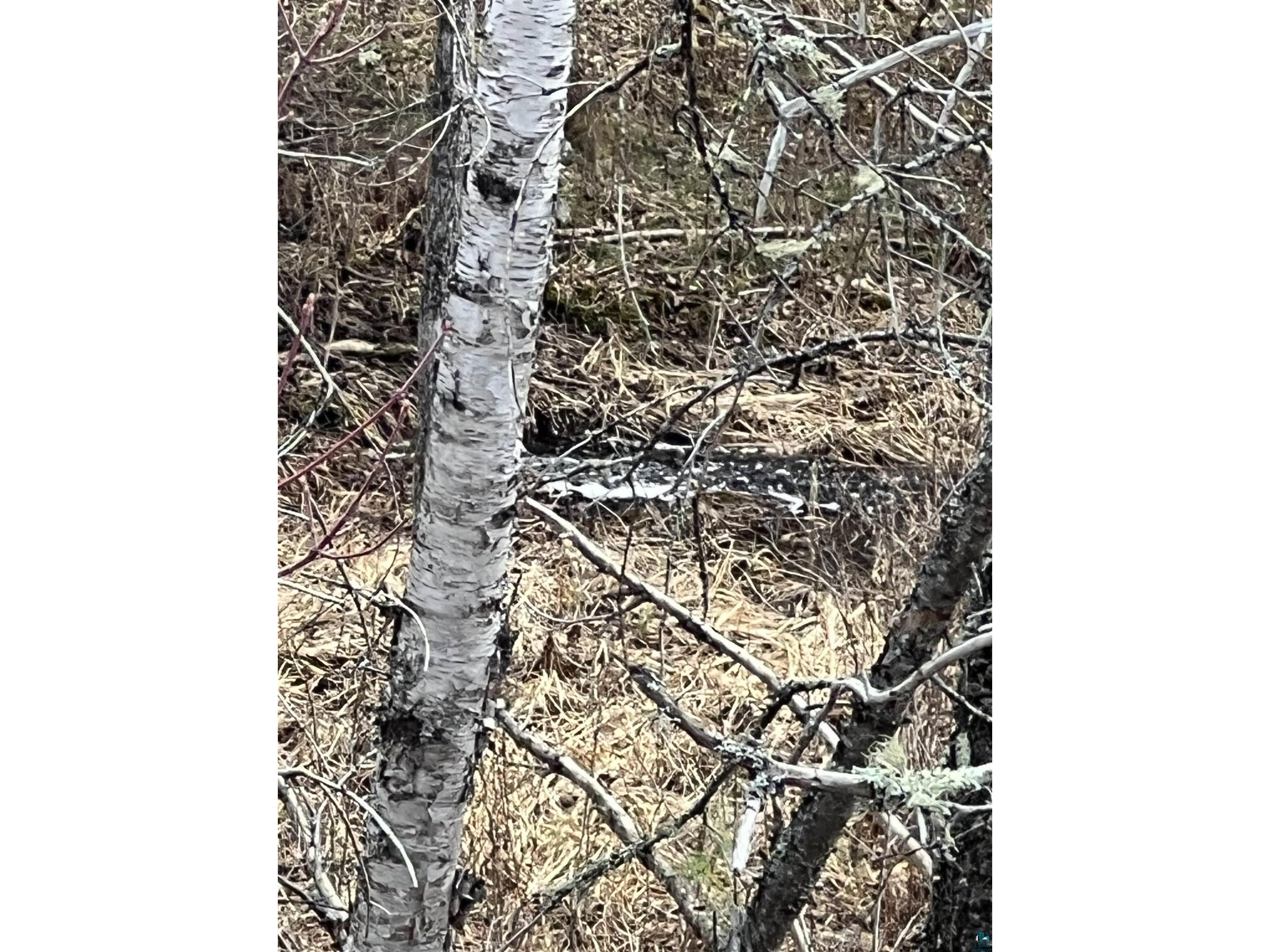 TBD Lindbeck Rd Ely MN 55731 6125106 image44