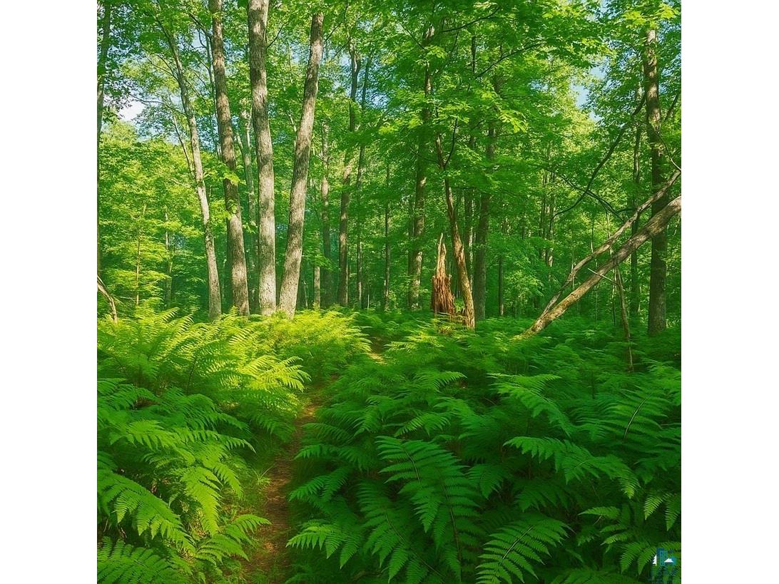 TBD Lot #2 Tressel Trail Iron River WI 54847 6122641 image4