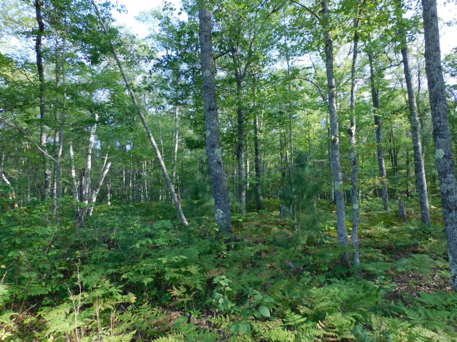 TBD Lot #4 Tressel Trail Iron River WI 54847 6122642 image7