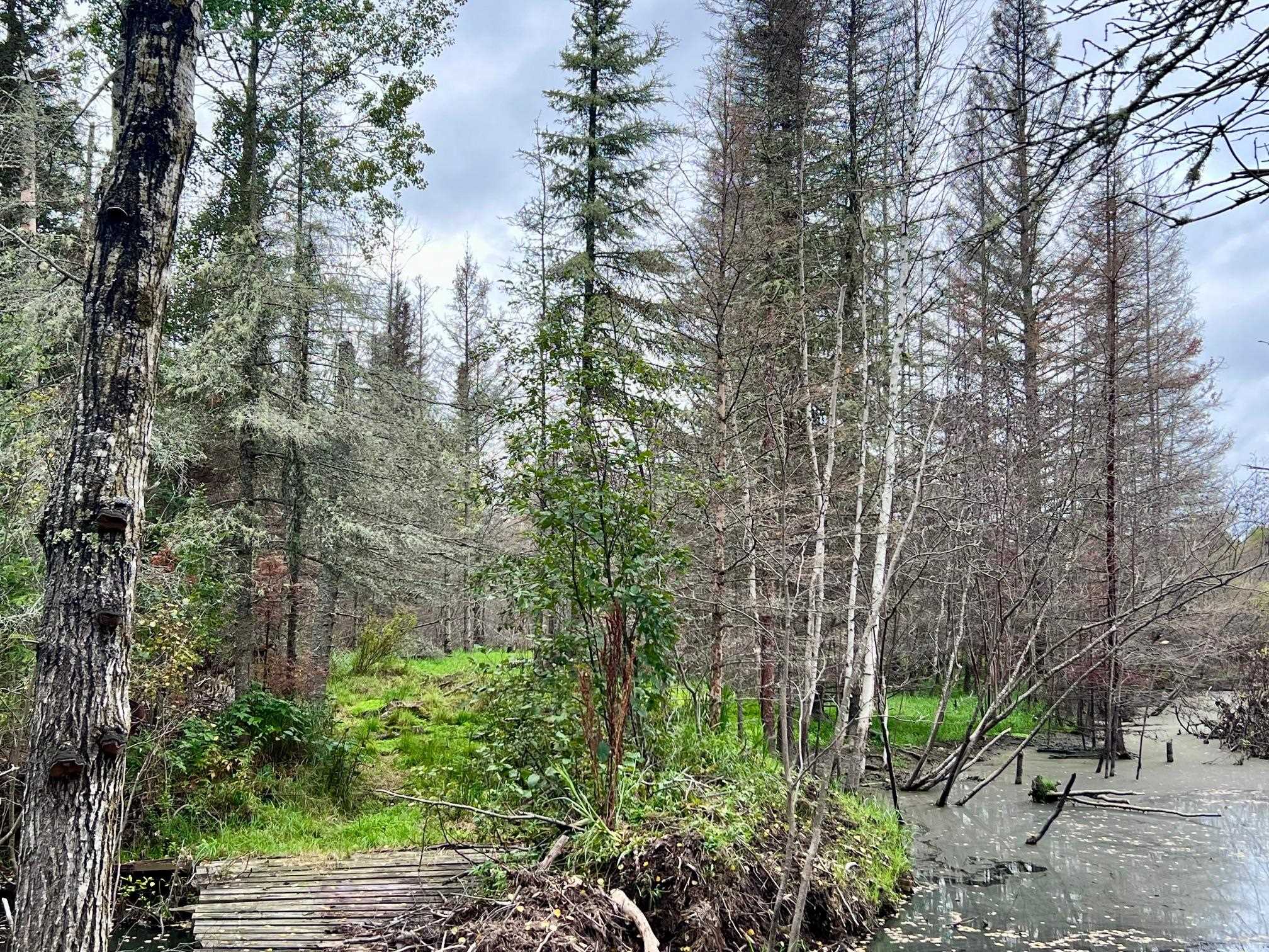 TBD N White Iron Rd Ely MN 55731 6122012 image7